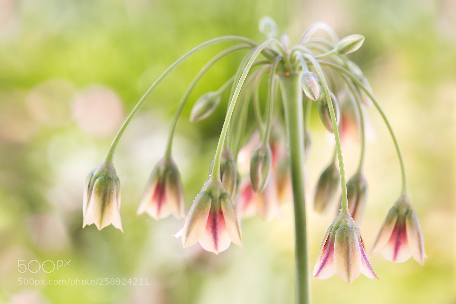 Canon EOS 6D sample photo. Siculum honey lily photography