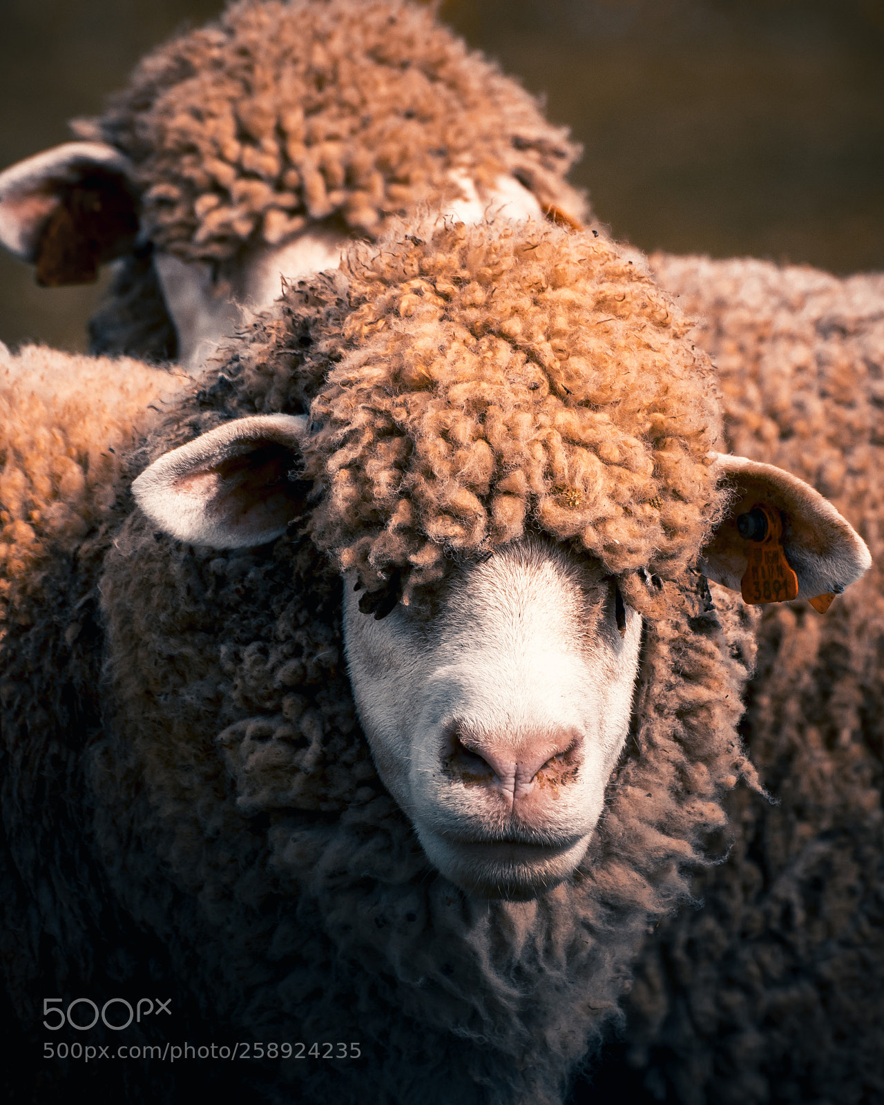 Nikon D3300 sample photo. Gangster sheep photography