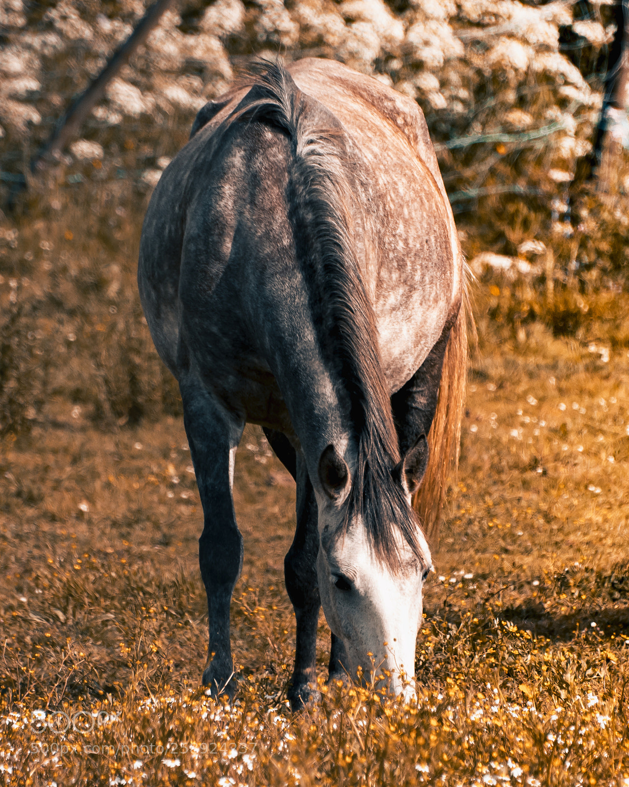 Nikon D3300 sample photo. Horse grazing photography