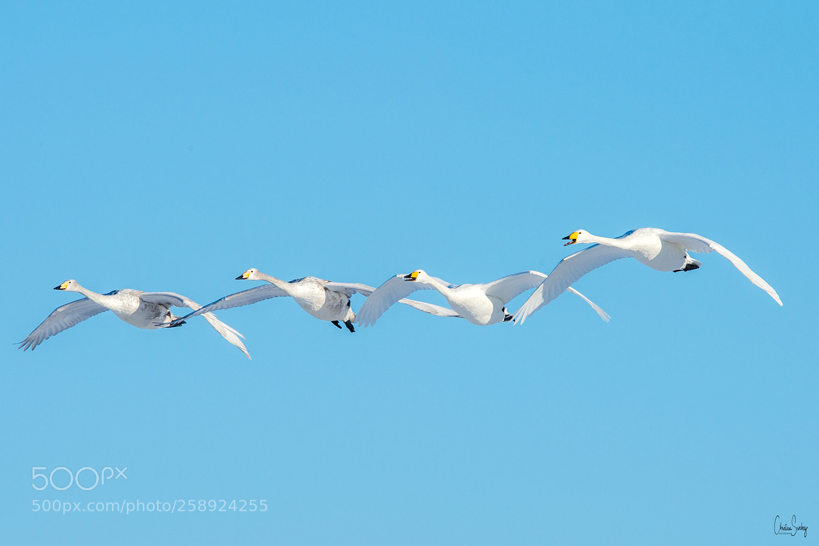 Nikon D4 sample photo. Whooper swan photography