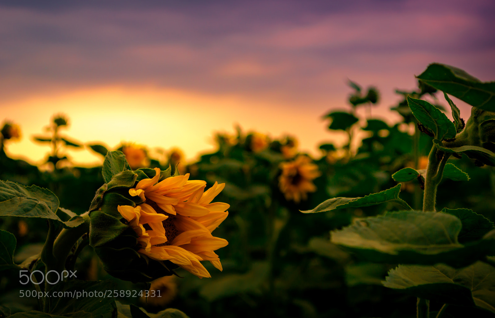 Nikon D3200 sample photo. Sunflower photography