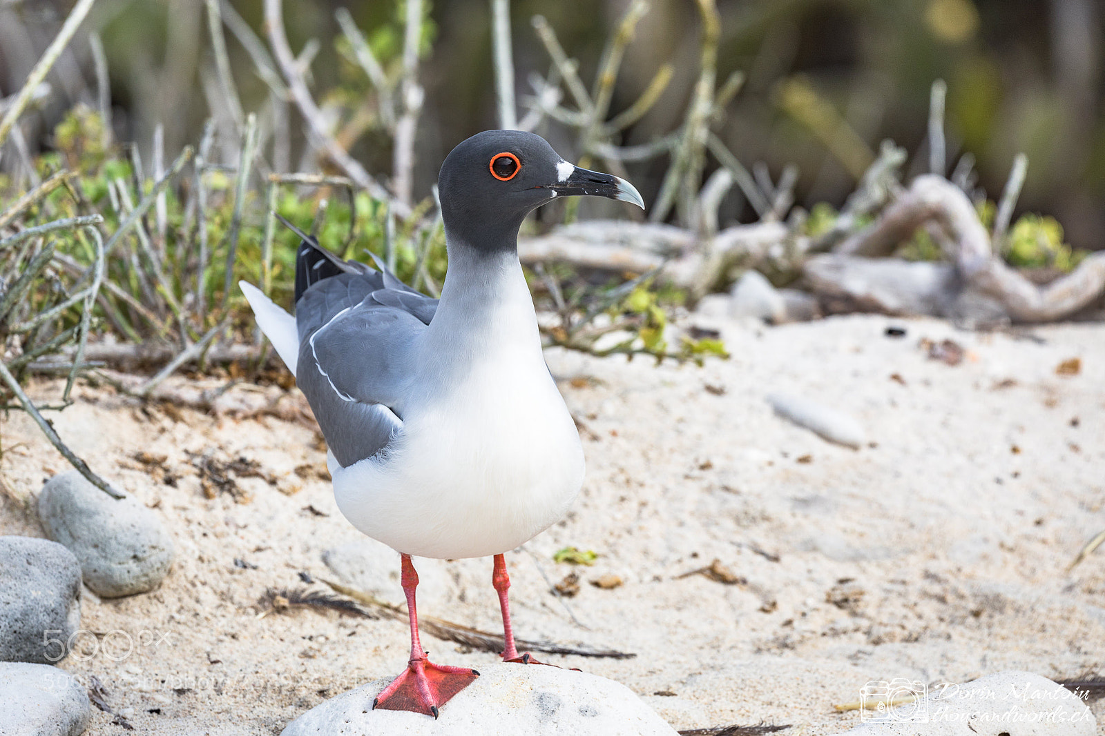 Canon EOS 5D Mark IV sample photo. Galapagos - isla genovesa photography