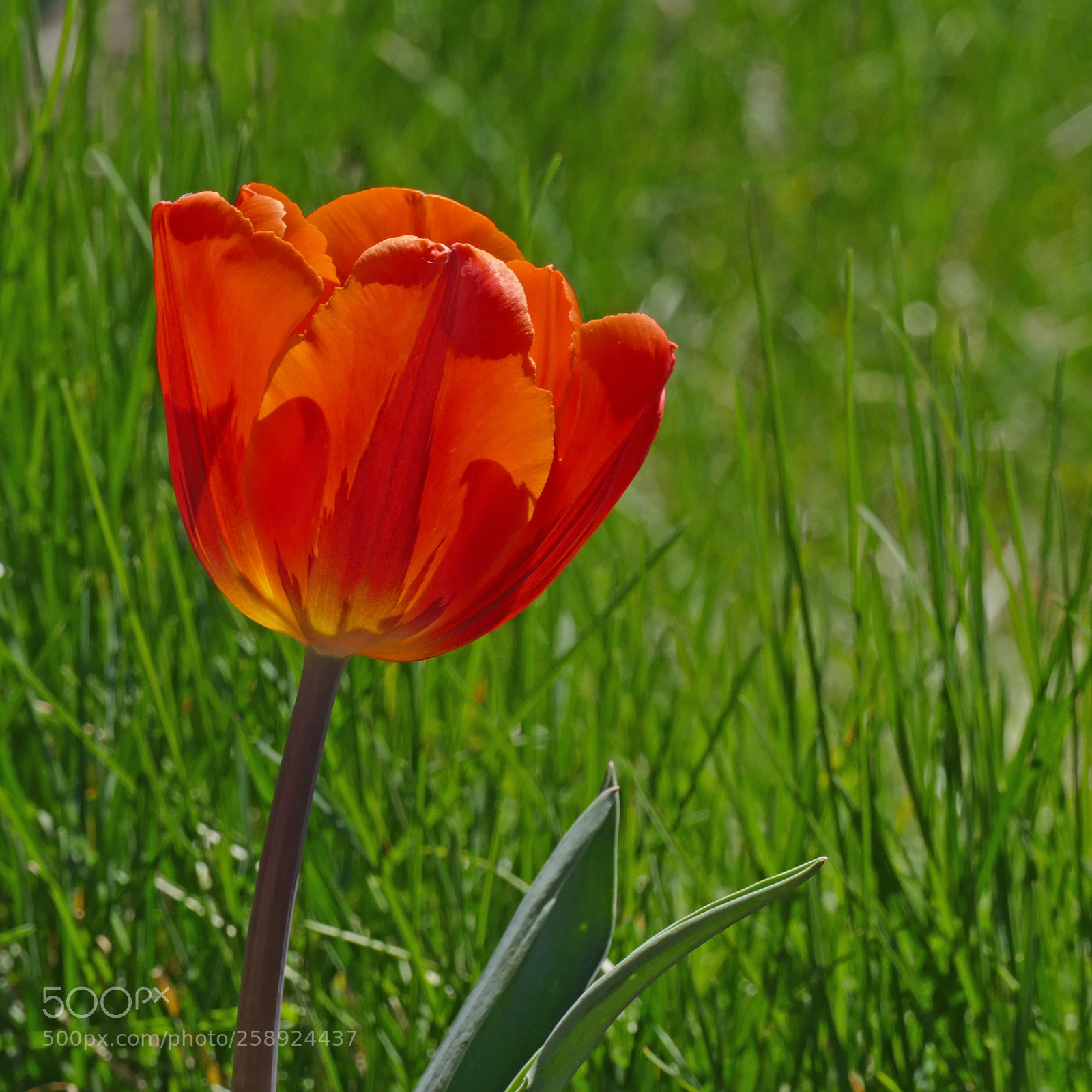 Panasonic Lumix DMC-FZ1000 sample photo. Tulip photography