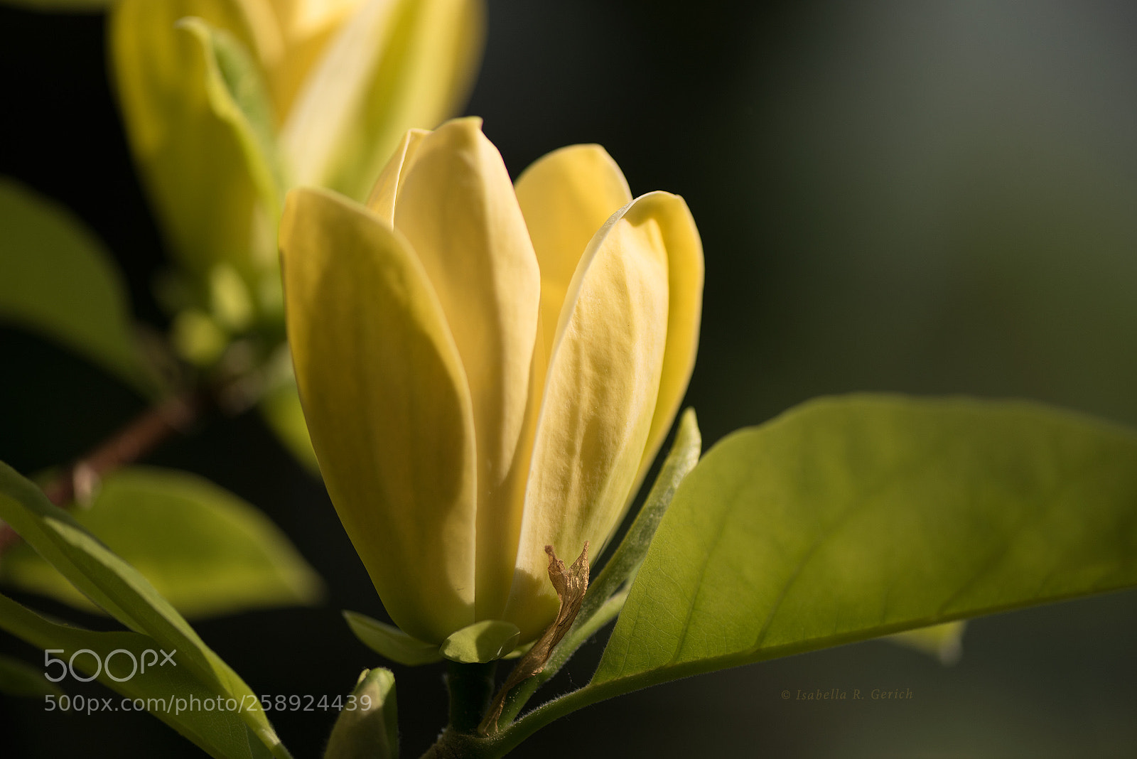 Nikon D750 sample photo. Yellow bird photography