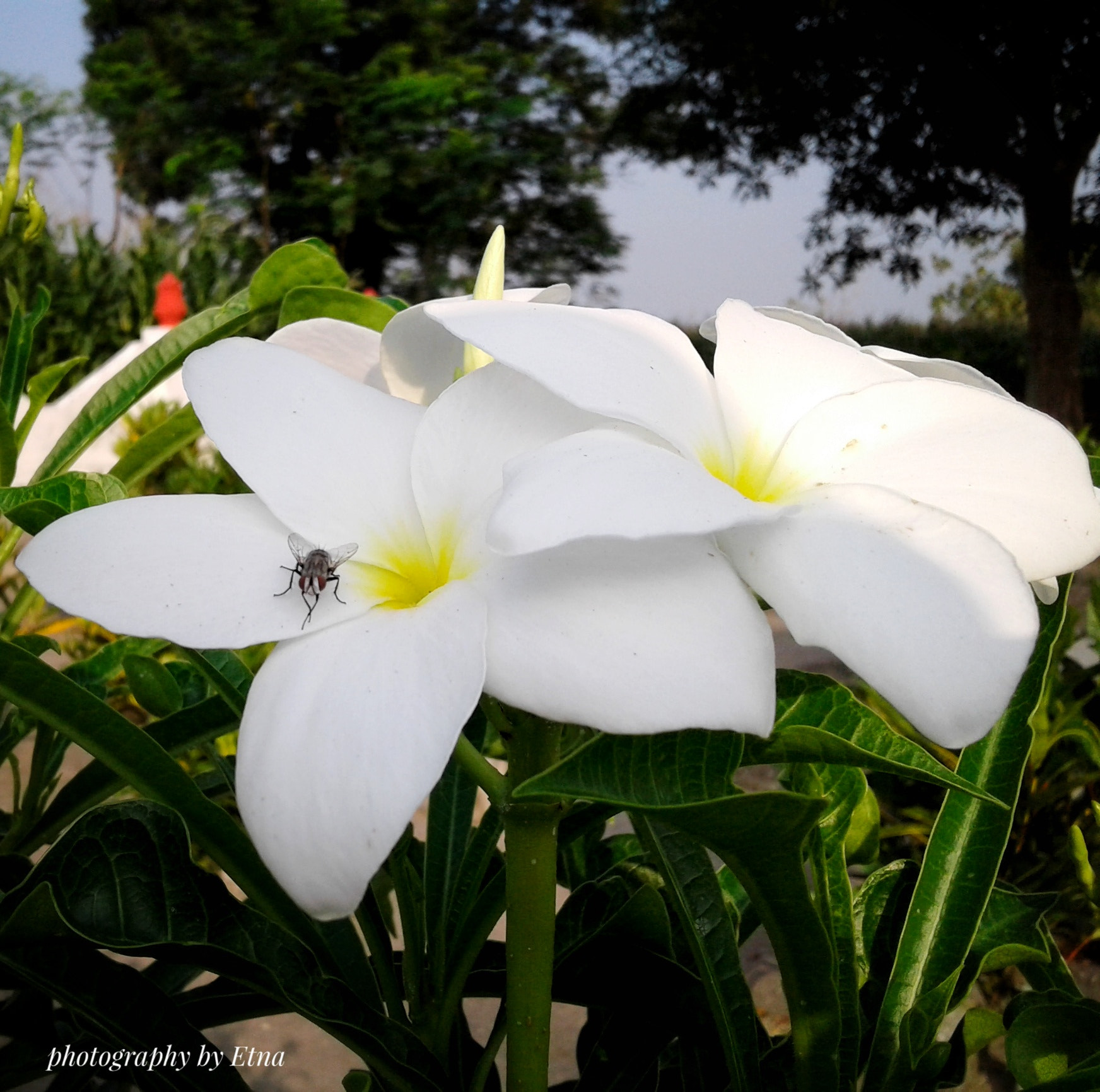 Samsung Galaxy J1 Ace sample photo. White flower photography
