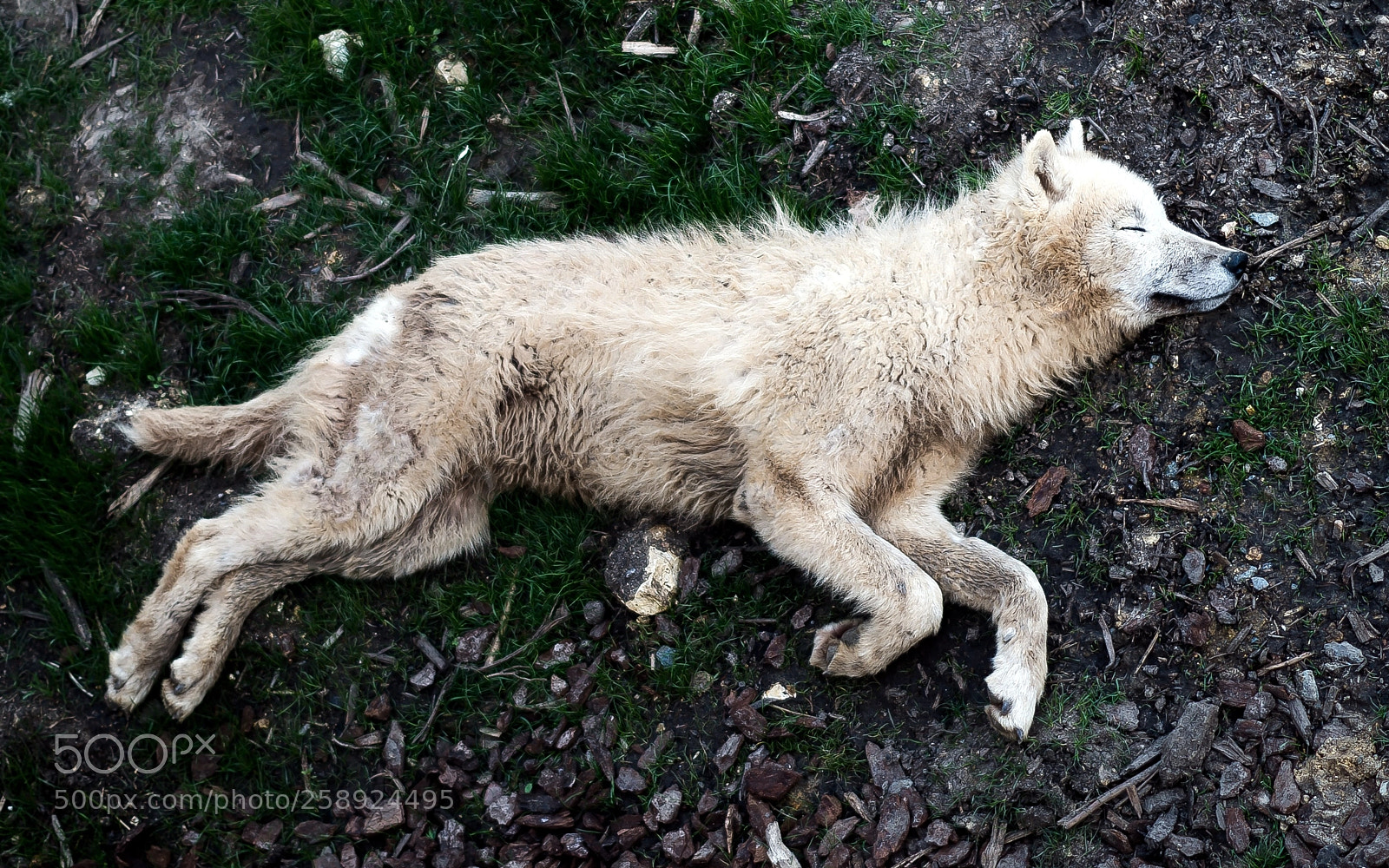Pentax K-50 sample photo. White wolf photography