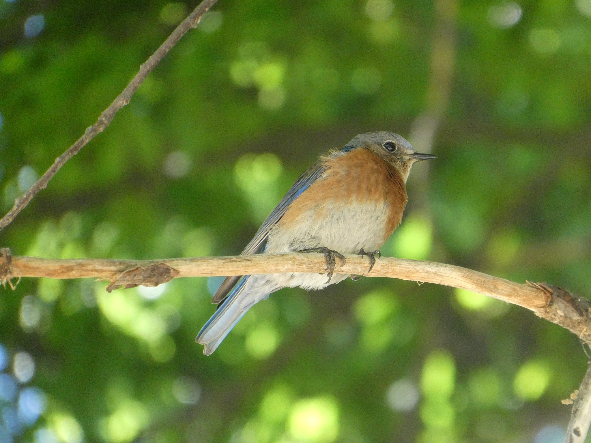 Panasonic DC-ZS70 sample photo. Blue bird photography