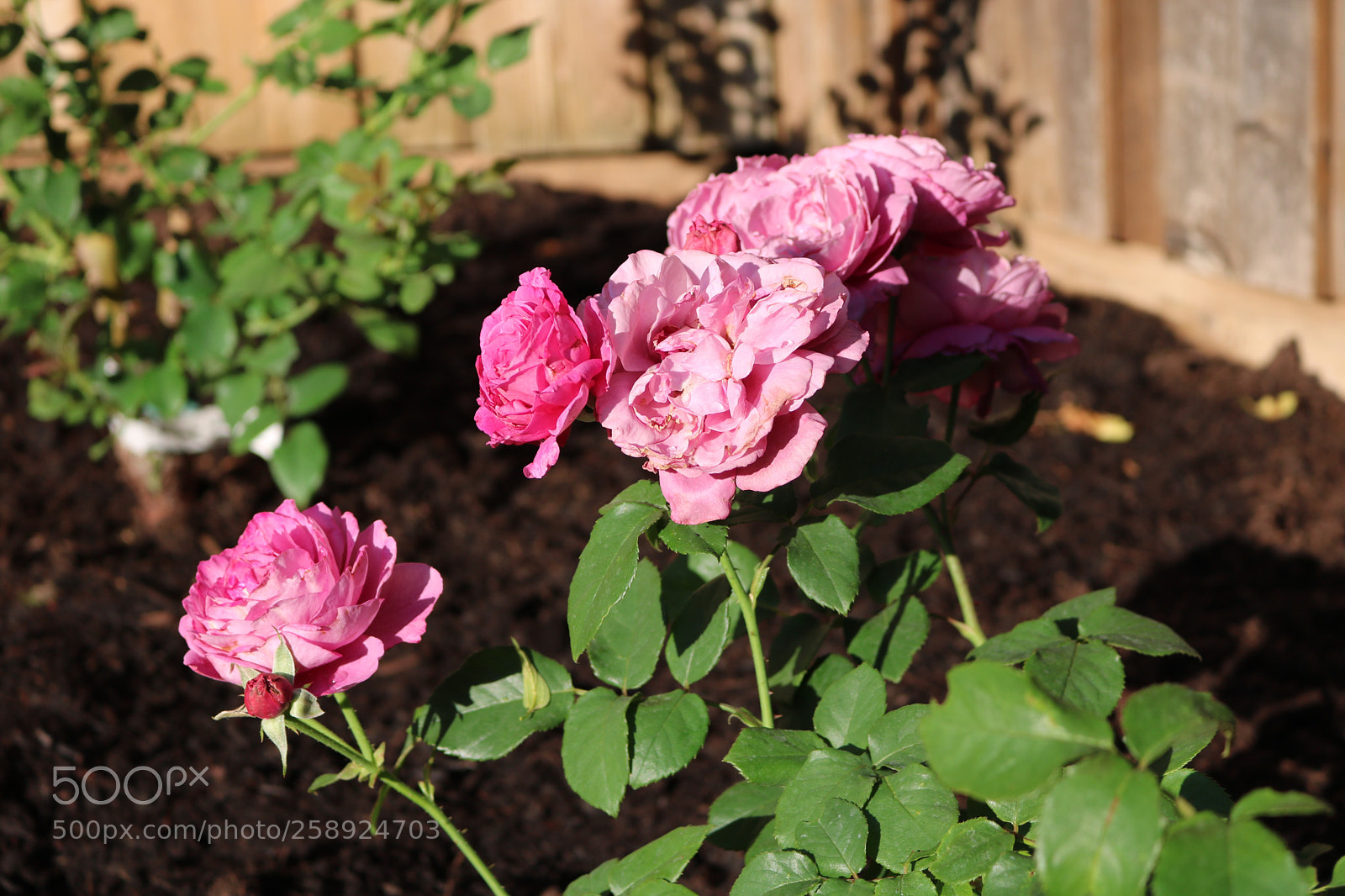 Canon EOS 750D (EOS Rebel T6i / EOS Kiss X8i) sample photo. Backyard 6 photography