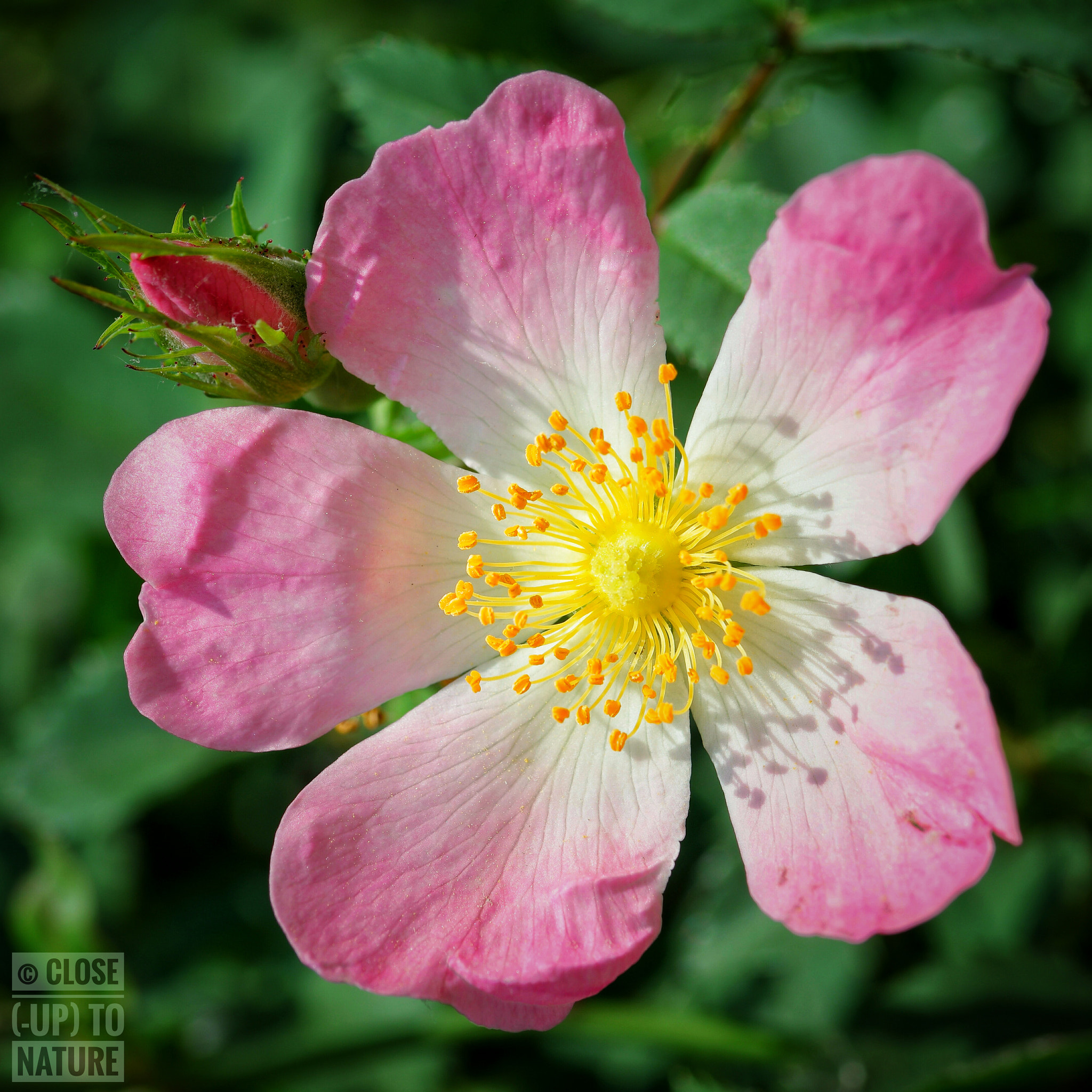 Samsung NX500 sample photo. Rosa canina (3) photography