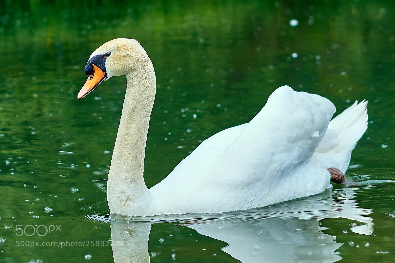 Sony a6000 sample photo. Grace photography