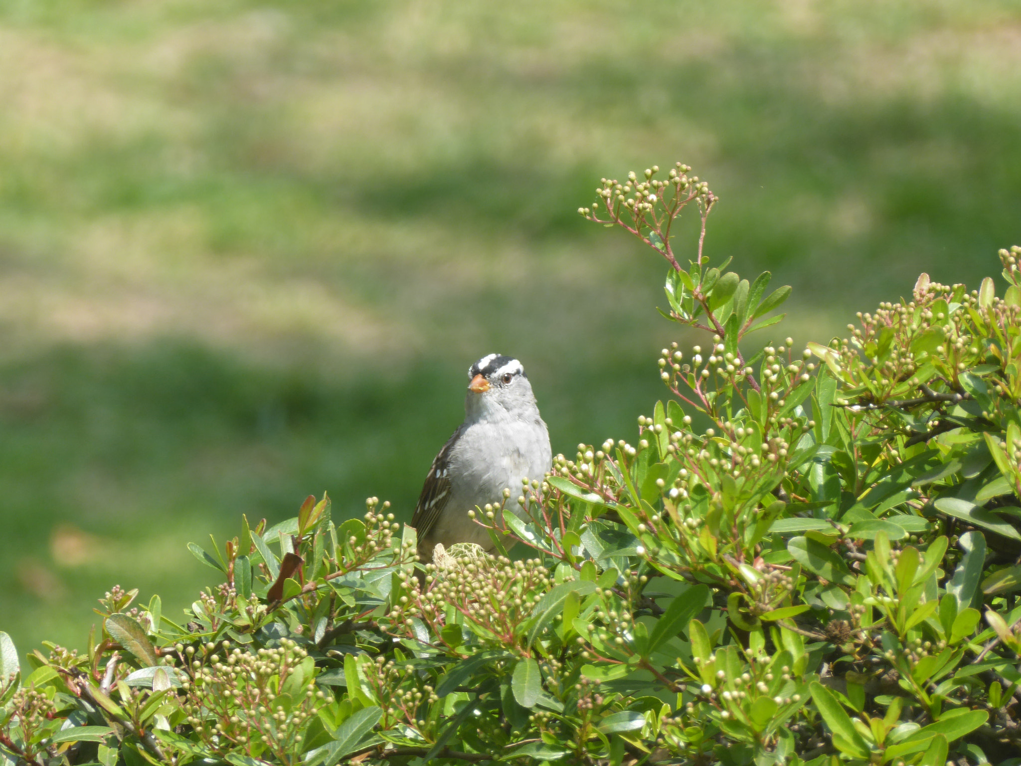 Panasonic Lumix DMC-ZS50 (Lumix DMC-TZ70) sample photo. White crowned sparrow photography