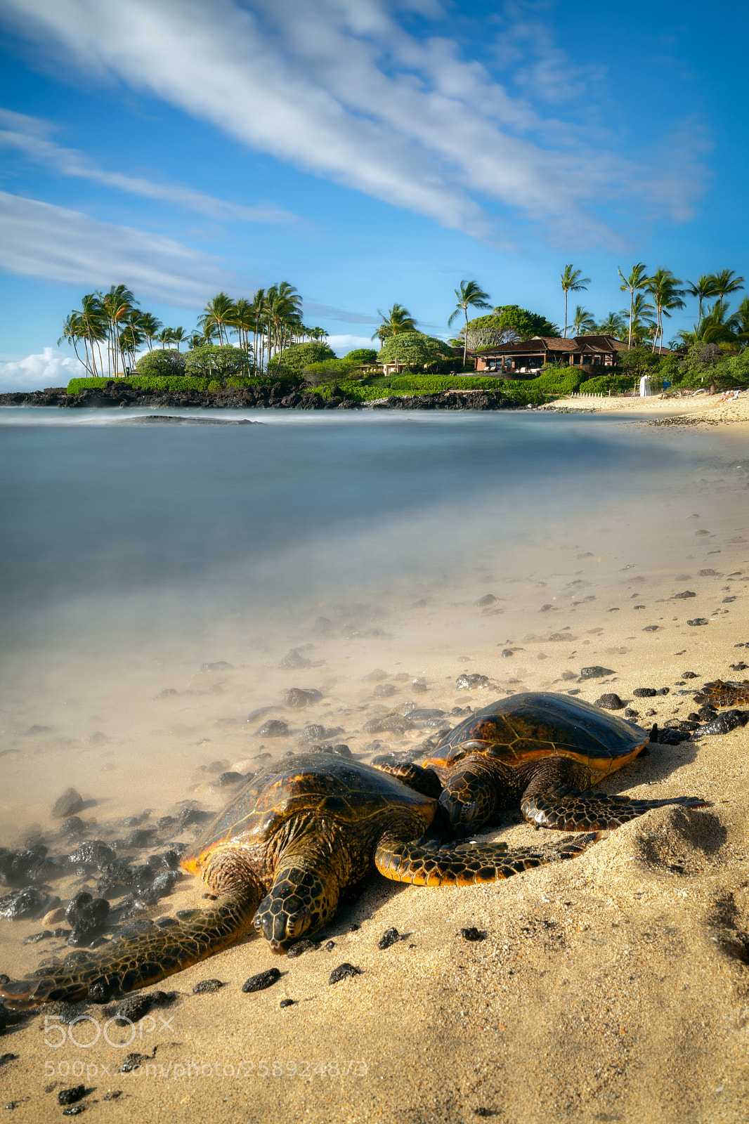 Sony a7 sample photo. Hangin with the honu photography