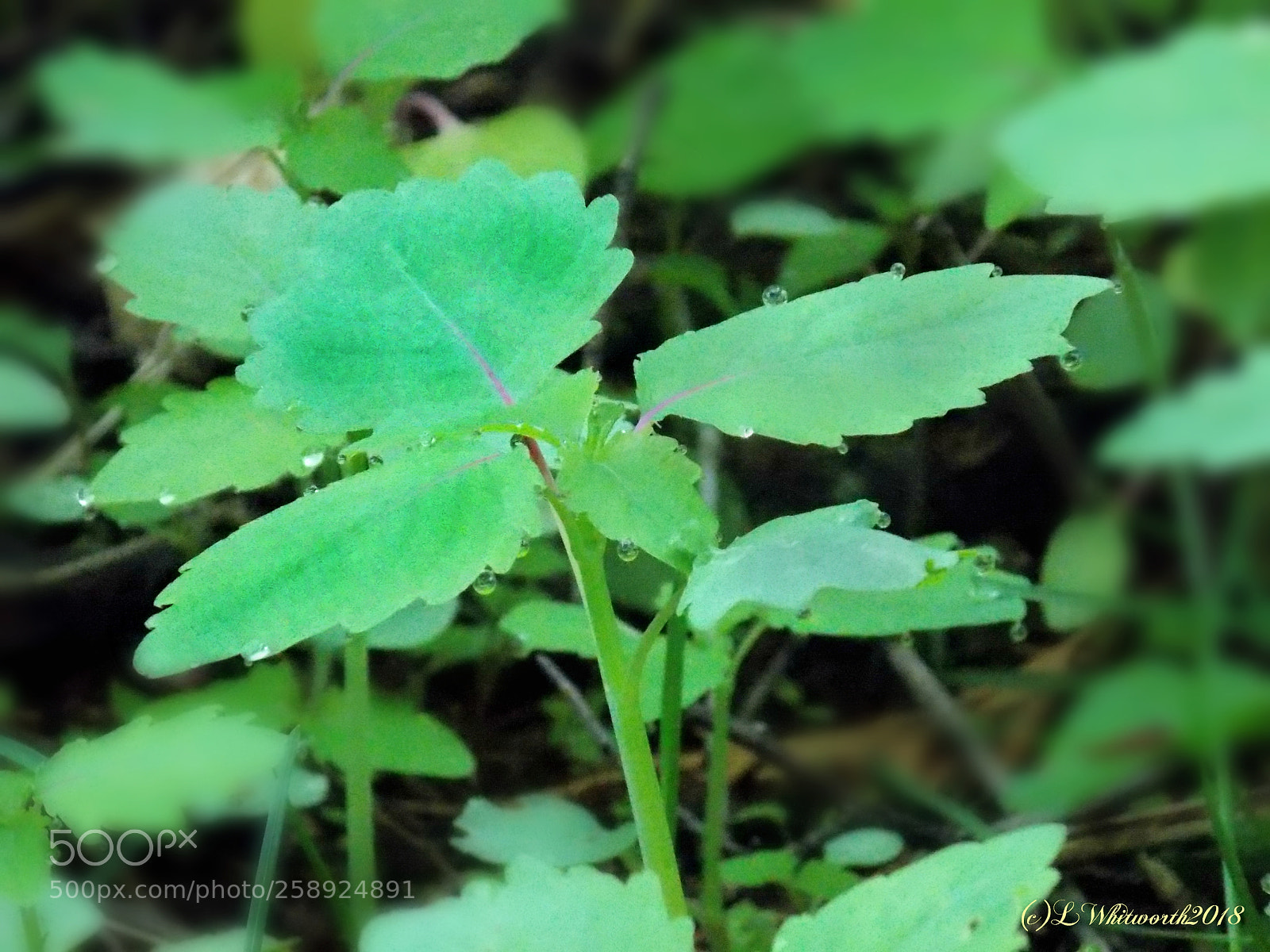 Nikon Coolpix L810 sample photo. Green leaves photography