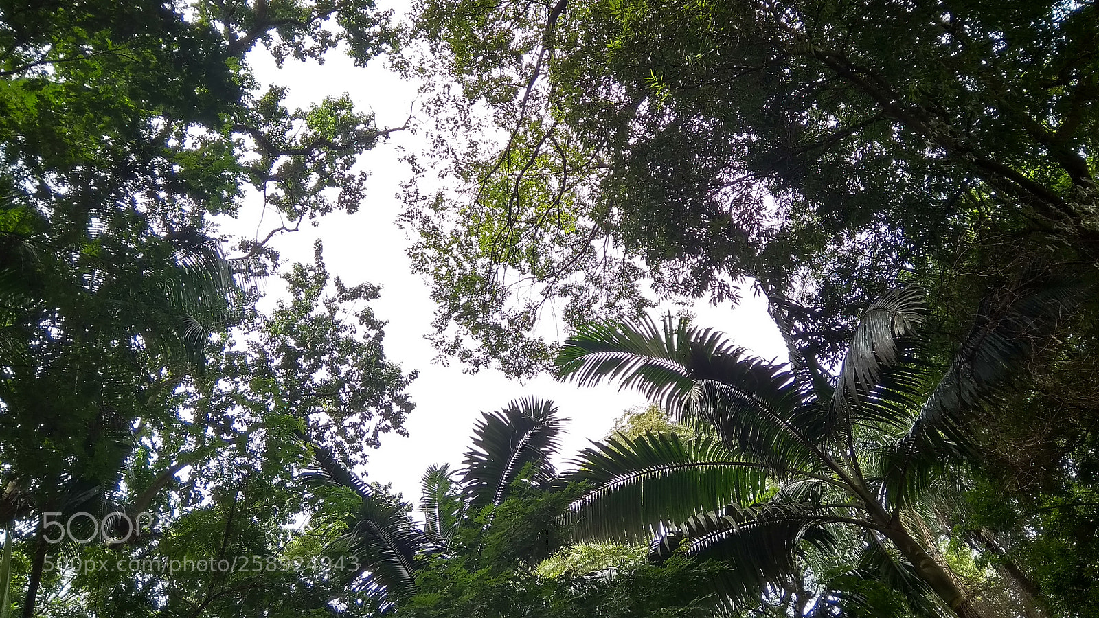 Xiaomi Redmi 4A sample photo. Above photography