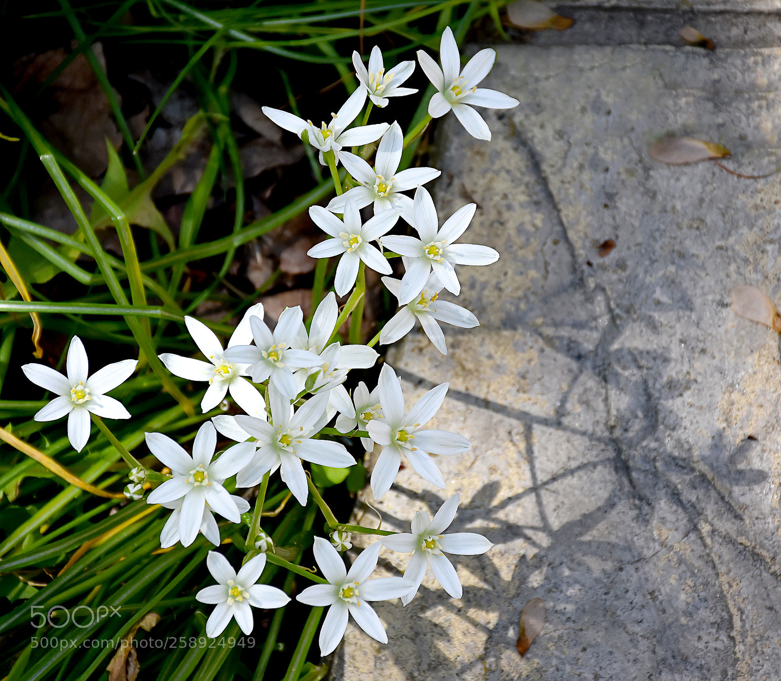 Nikon D7200 sample photo. Star of bethlehem photography