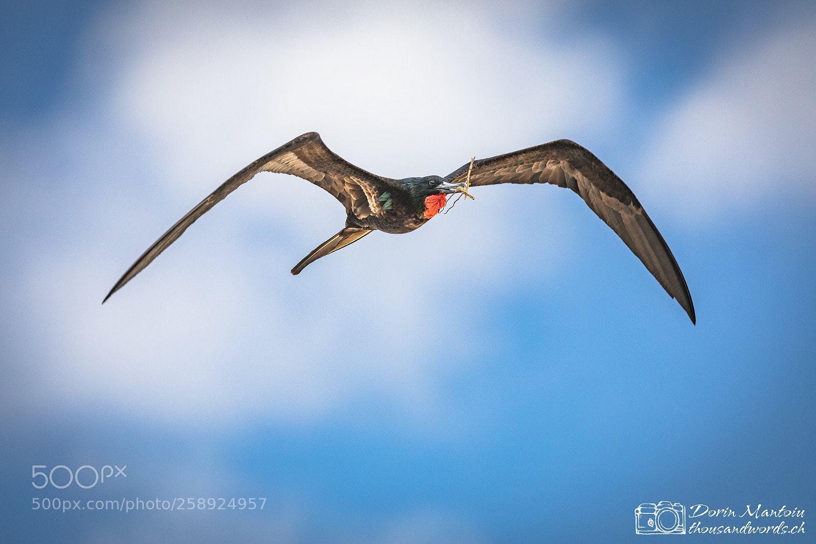 Canon EOS 5D Mark IV sample photo. Galapagos - isla genovesa photography