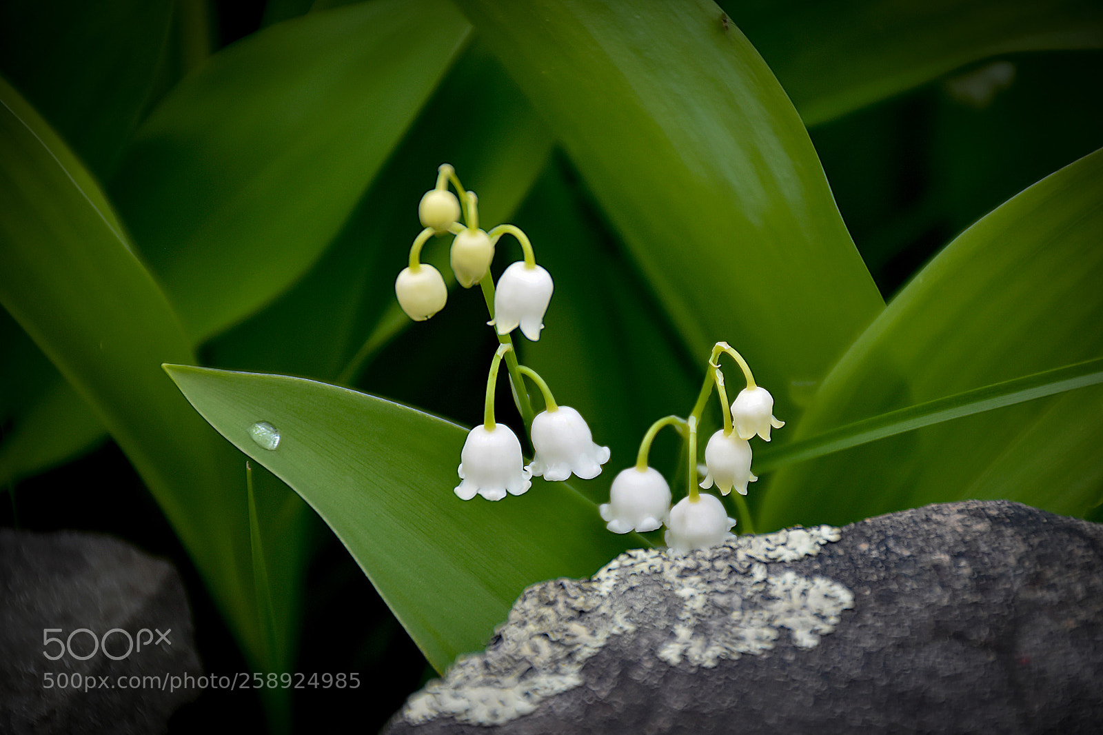 Nikon D7200 sample photo. May bells photography