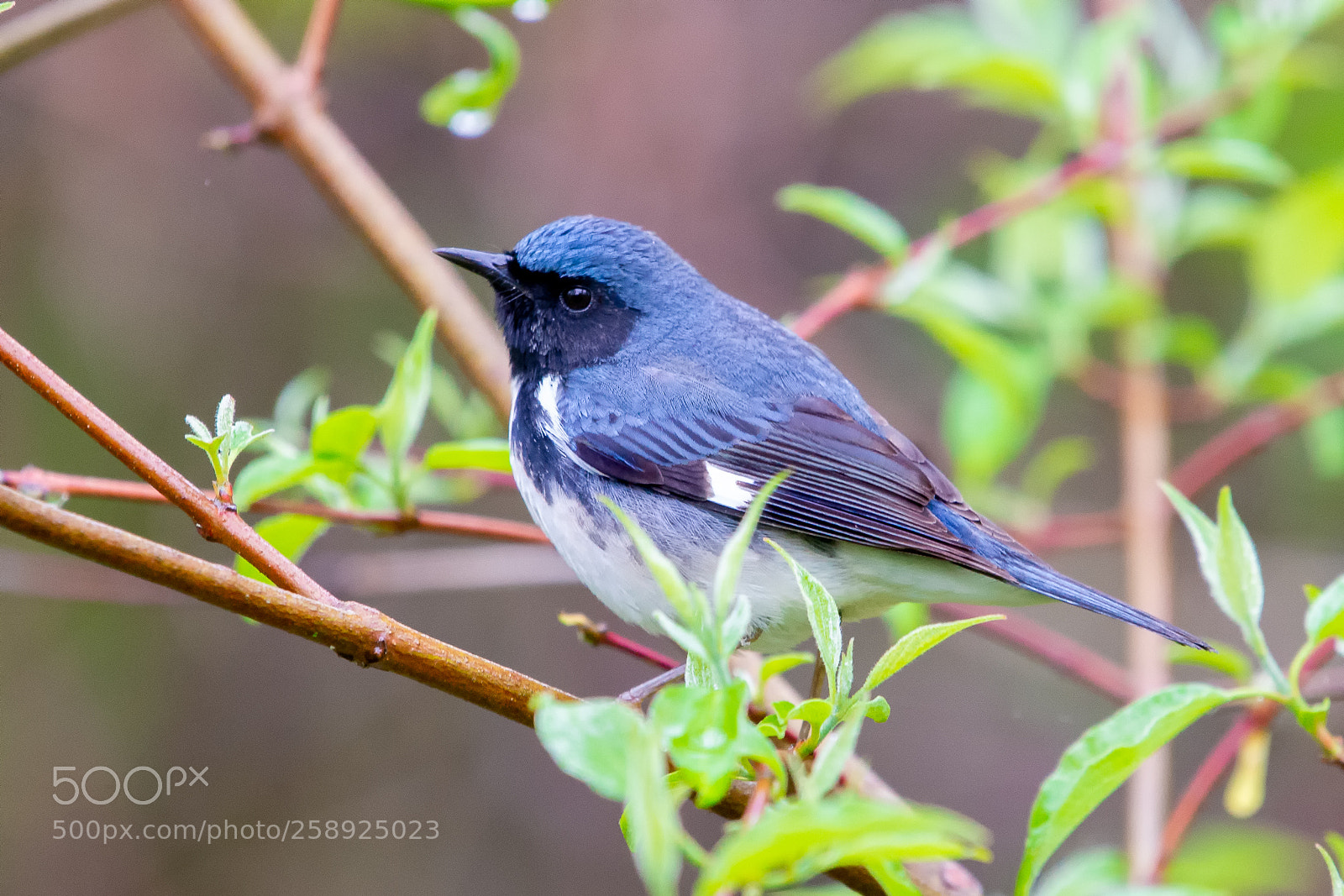 Nikon D610 sample photo. Black throated blue warbler photography