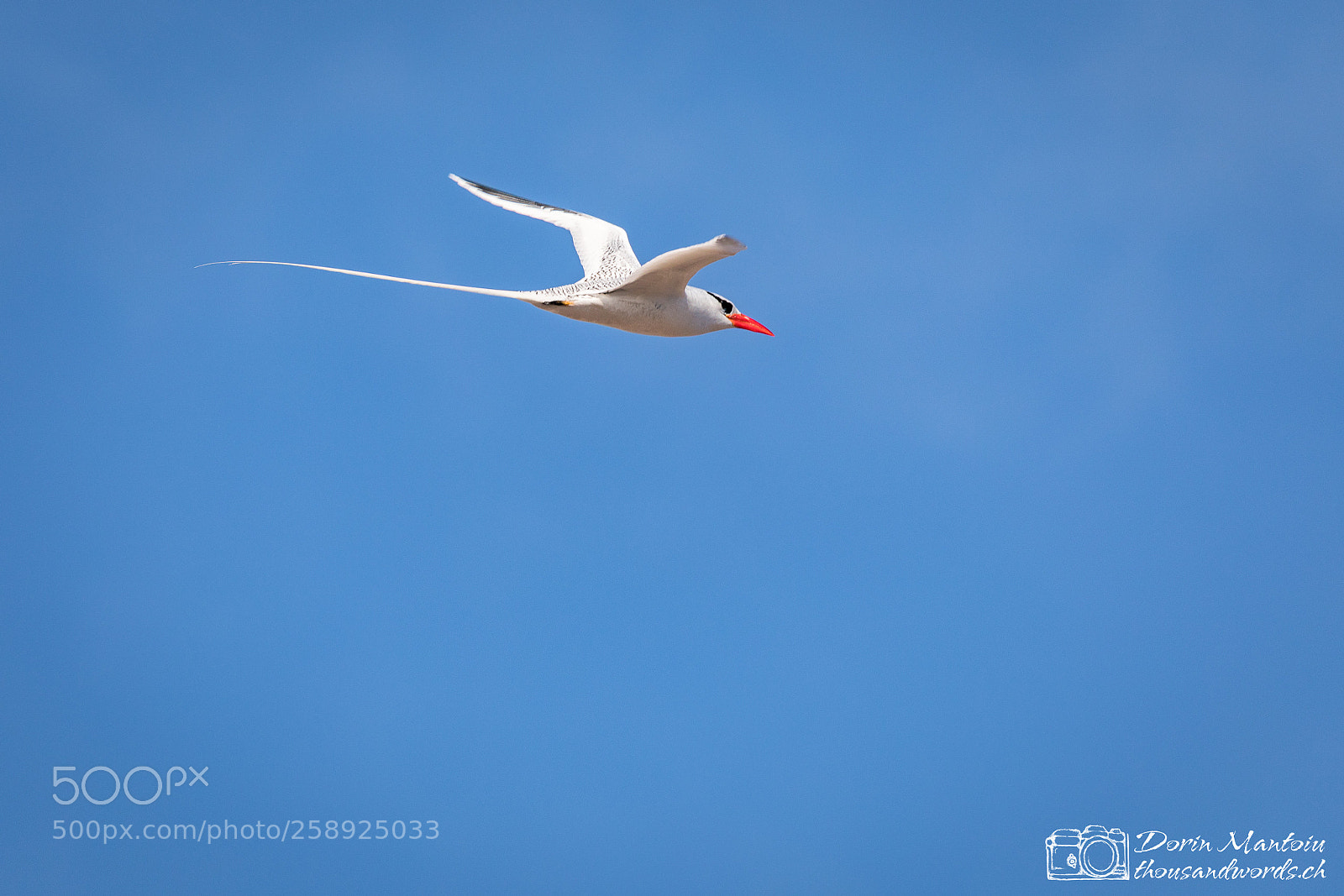 Canon EOS 5D Mark IV sample photo. Galapagos - isla genovesa photography
