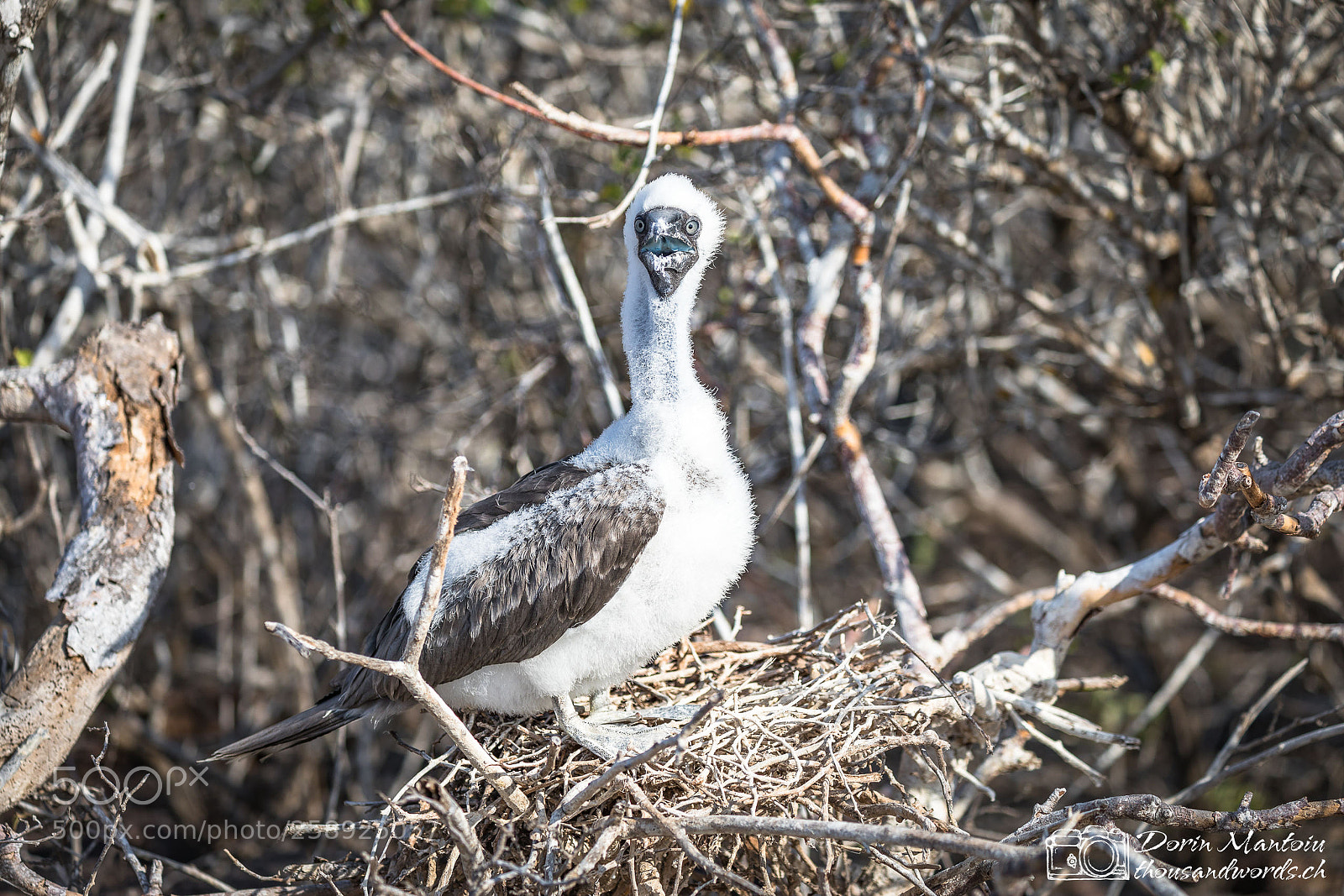 Canon EOS 5D Mark IV sample photo. Galapagos - isla genovesa photography