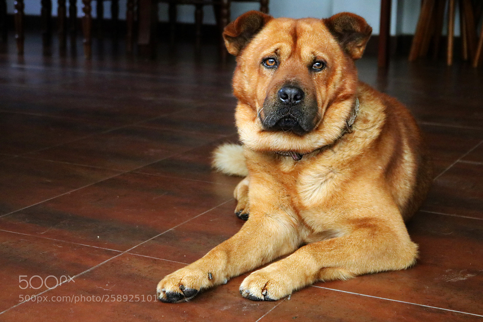 Canon EOS 750D (EOS Rebel T6i / EOS Kiss X8i) sample photo. Protector photography