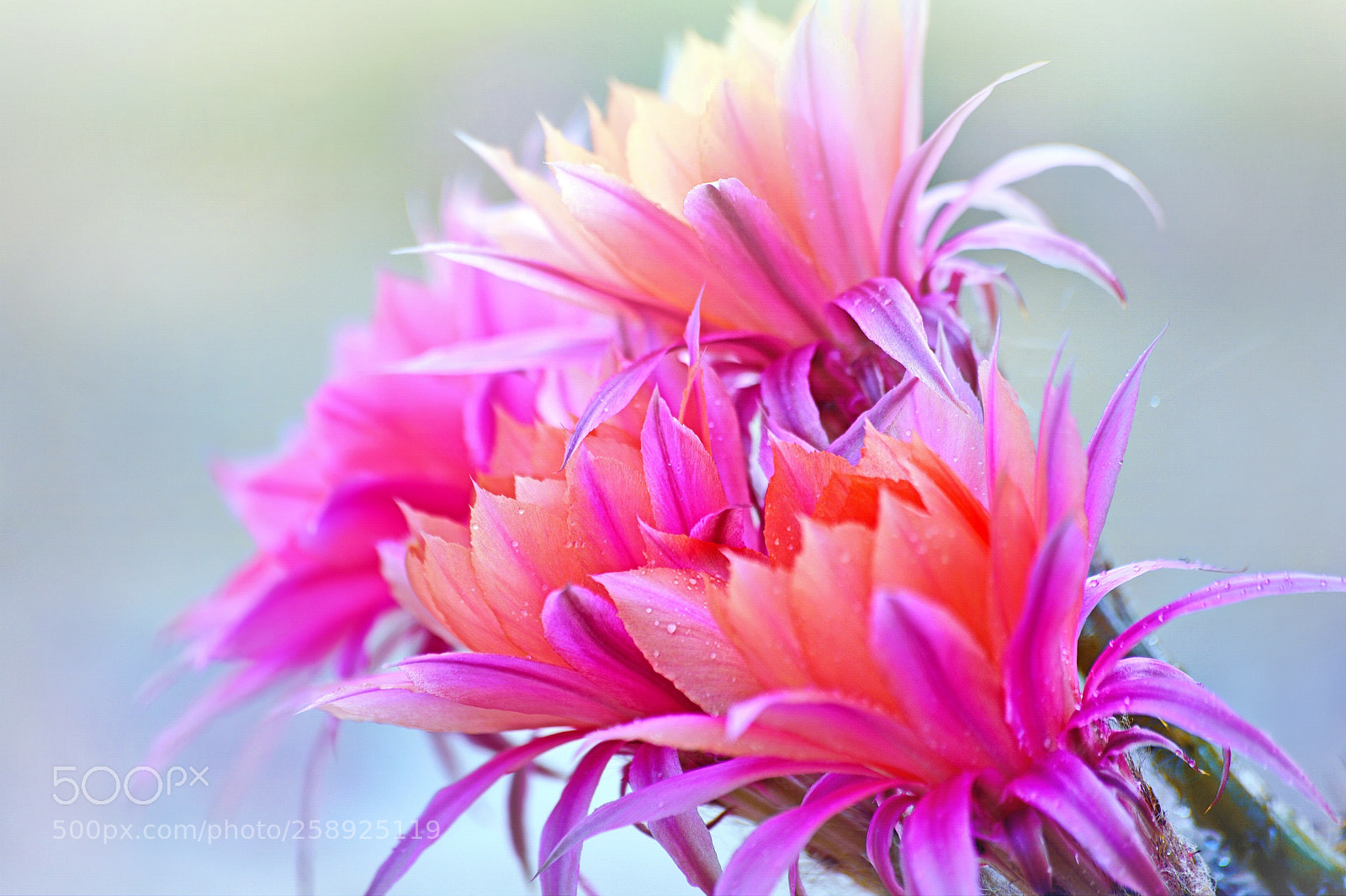 Nikon D750 sample photo. Dew drops  photography