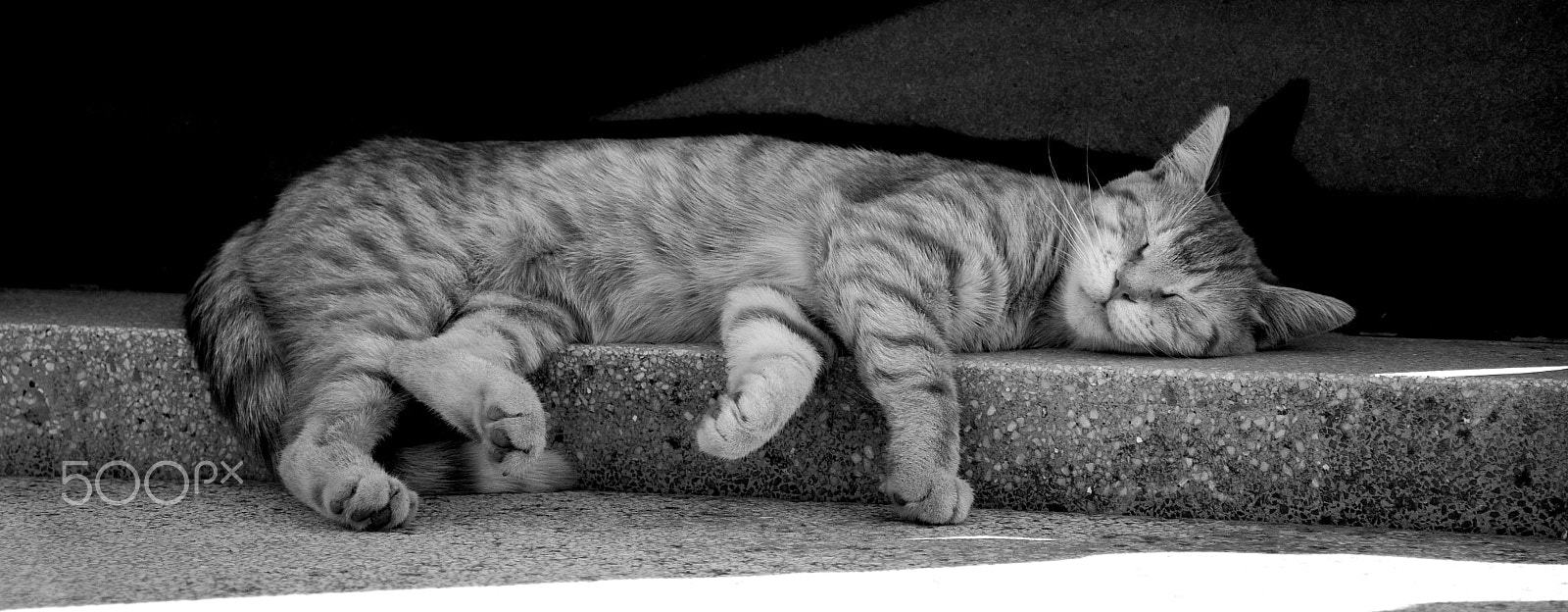 Nikon D5200 sample photo. Lounging cat photography
