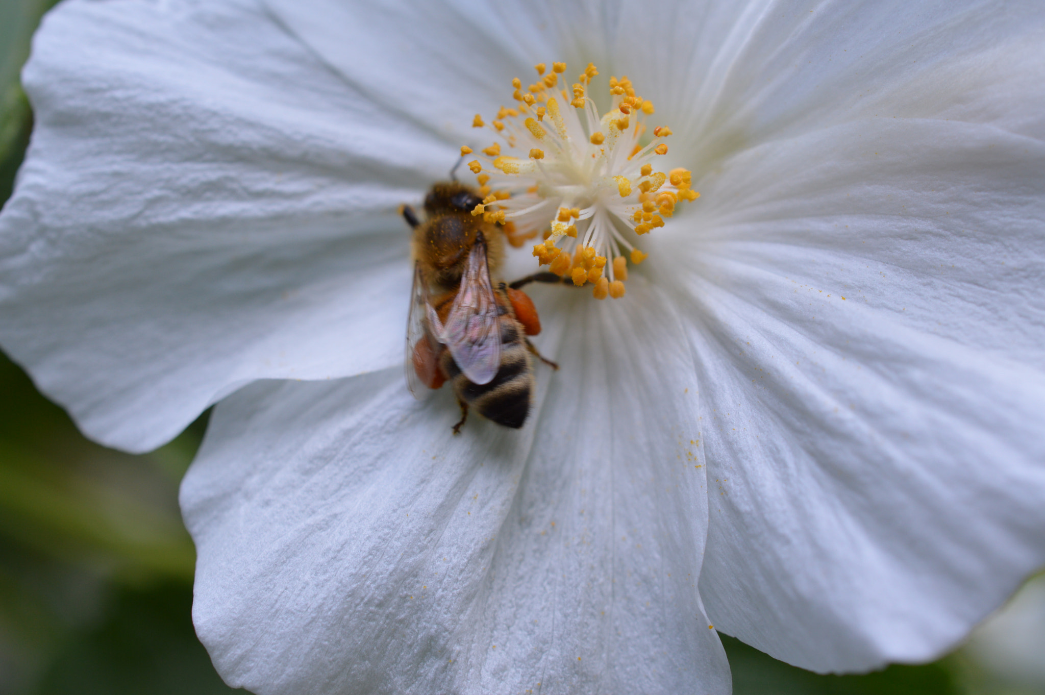 Nikon AF-S DX Micro Nikkor 40mm F2.8 sample photo. The bee photography