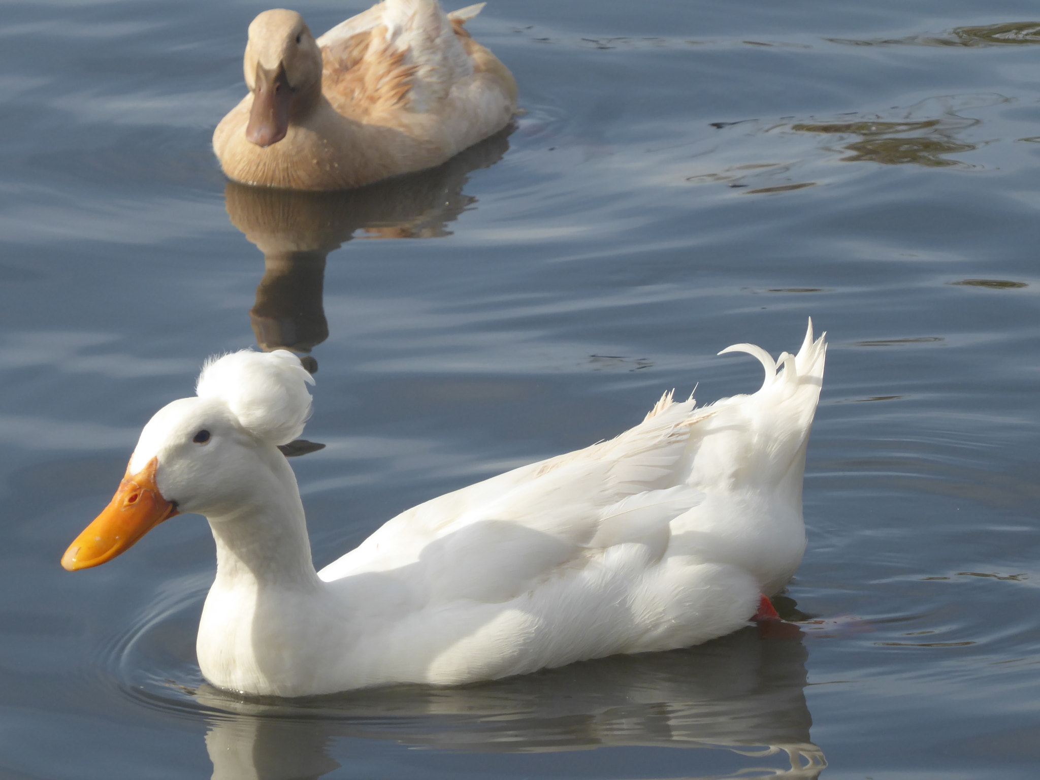 Panasonic Lumix DMC-ZS50 (Lumix DMC-TZ70) sample photo. Crested duck photography