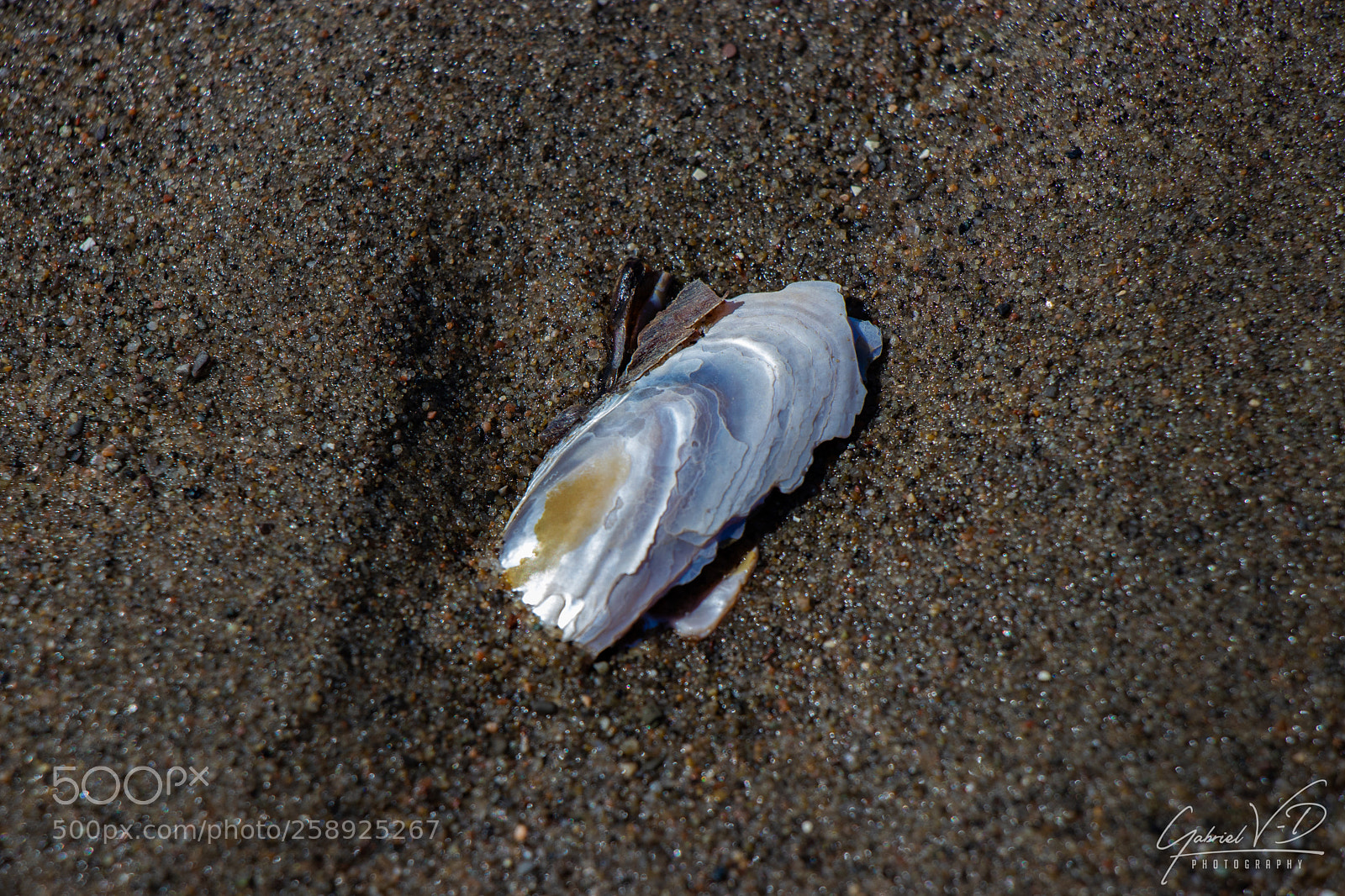 Canon EOS 80D sample photo. Broken shell photography