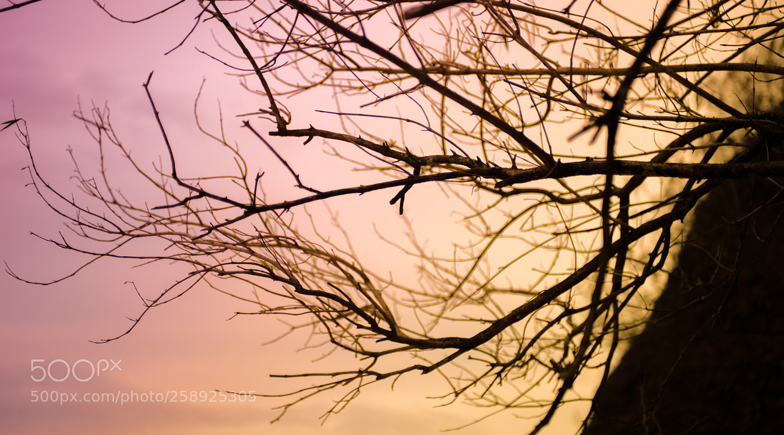 Nikon D610 sample photo. Vida en un atardece photography