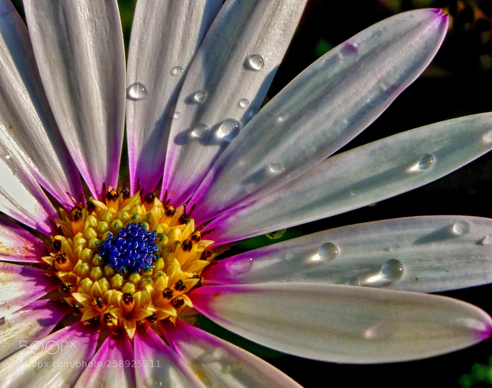 Panasonic Lumix DMC-ZS25 (Lumix DMC-TZ35) sample photo. Osteospermum after the rain photography
