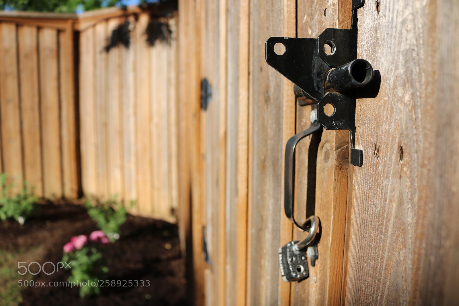 Canon EOS 750D (EOS Rebel T6i / EOS Kiss X8i) sample photo. Backyard 7 photography