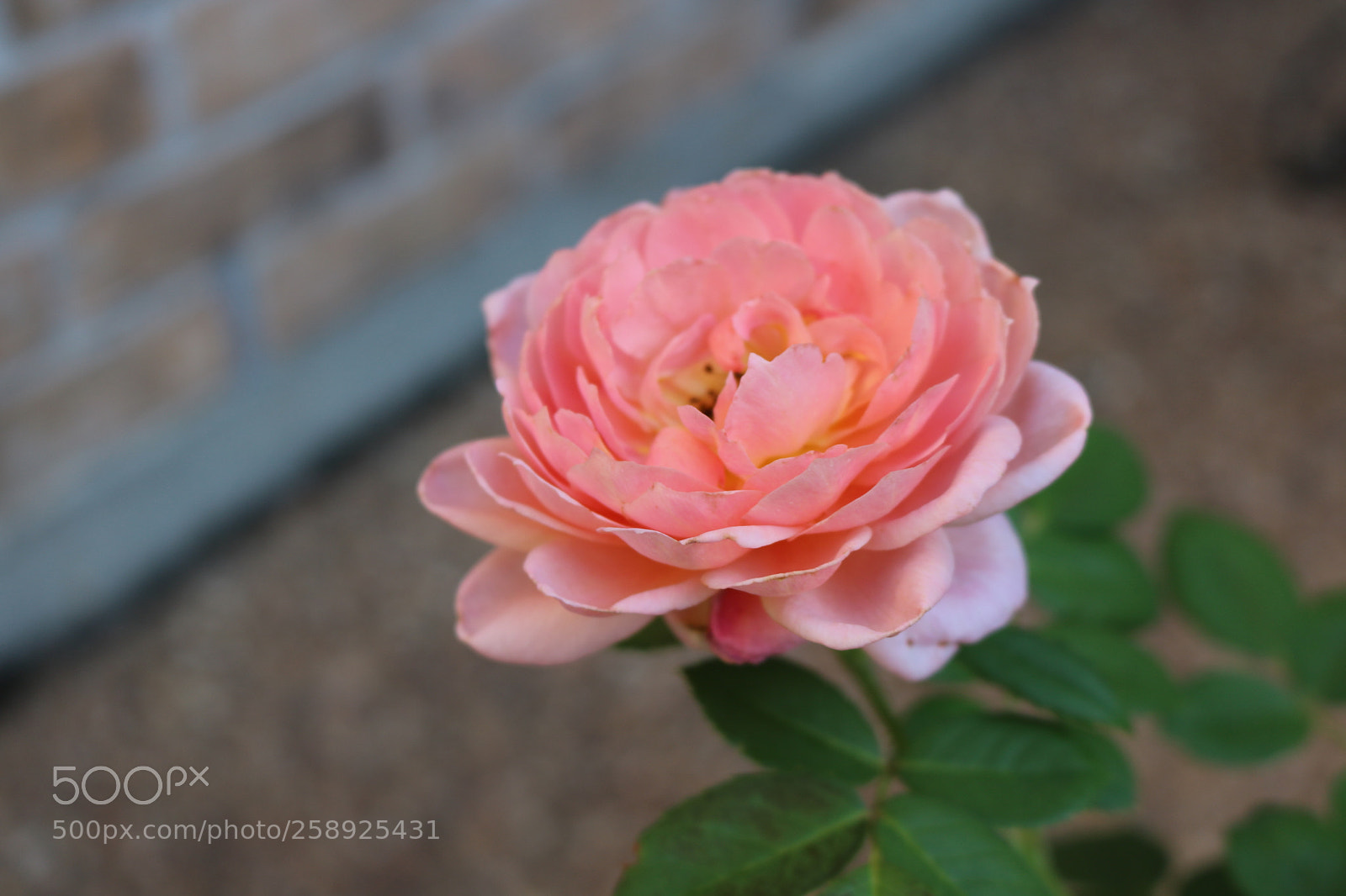 Canon EOS 750D (EOS Rebel T6i / EOS Kiss X8i) sample photo. Backyard 9 photography