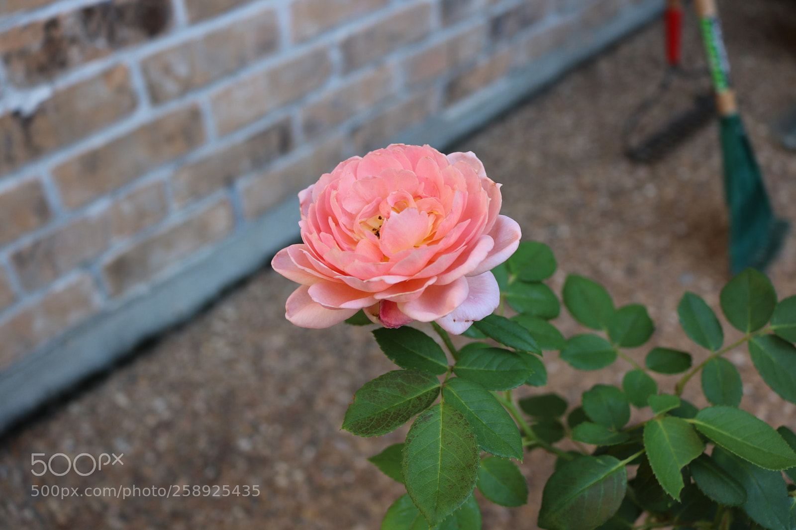 Canon EOS 750D (EOS Rebel T6i / EOS Kiss X8i) sample photo. Backyard 10 photography