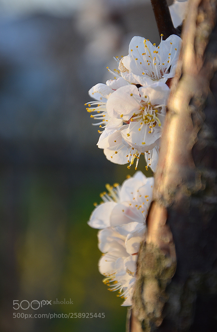 Nikon D7000 sample photo. Morning photography