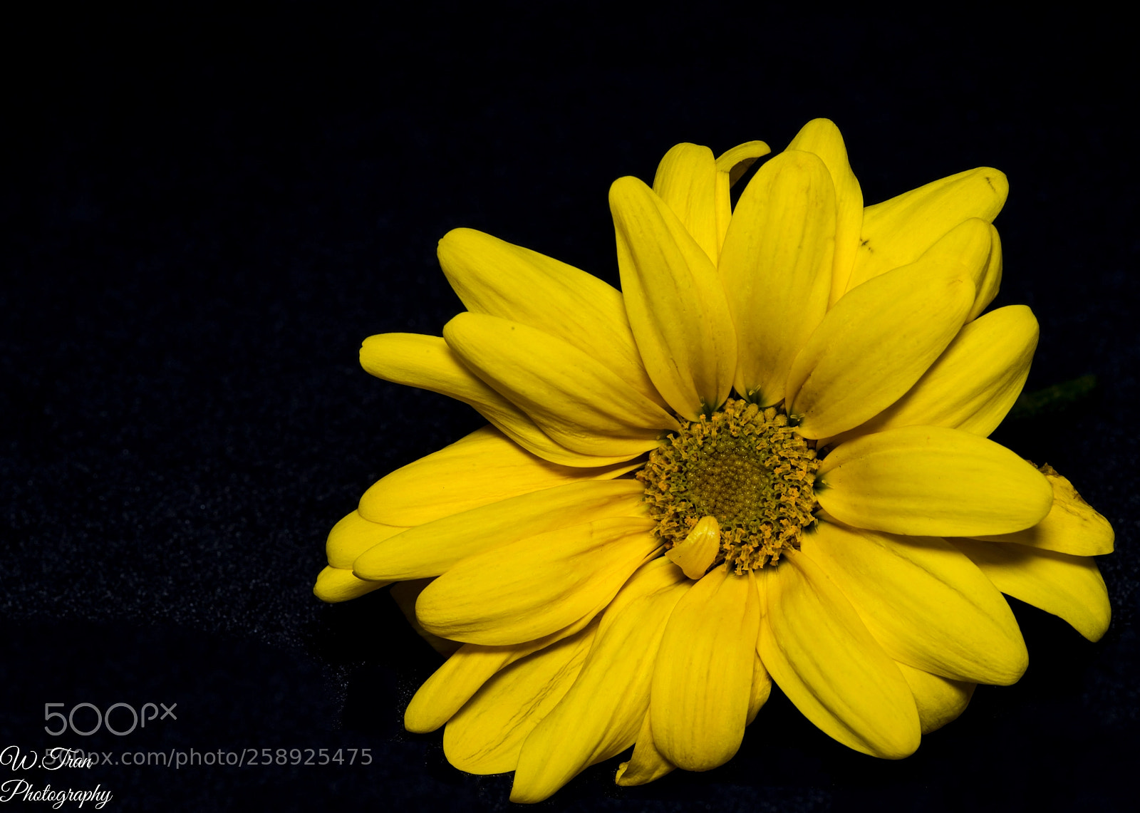 Sony a7R III sample photo. Flowers yellowblk photography