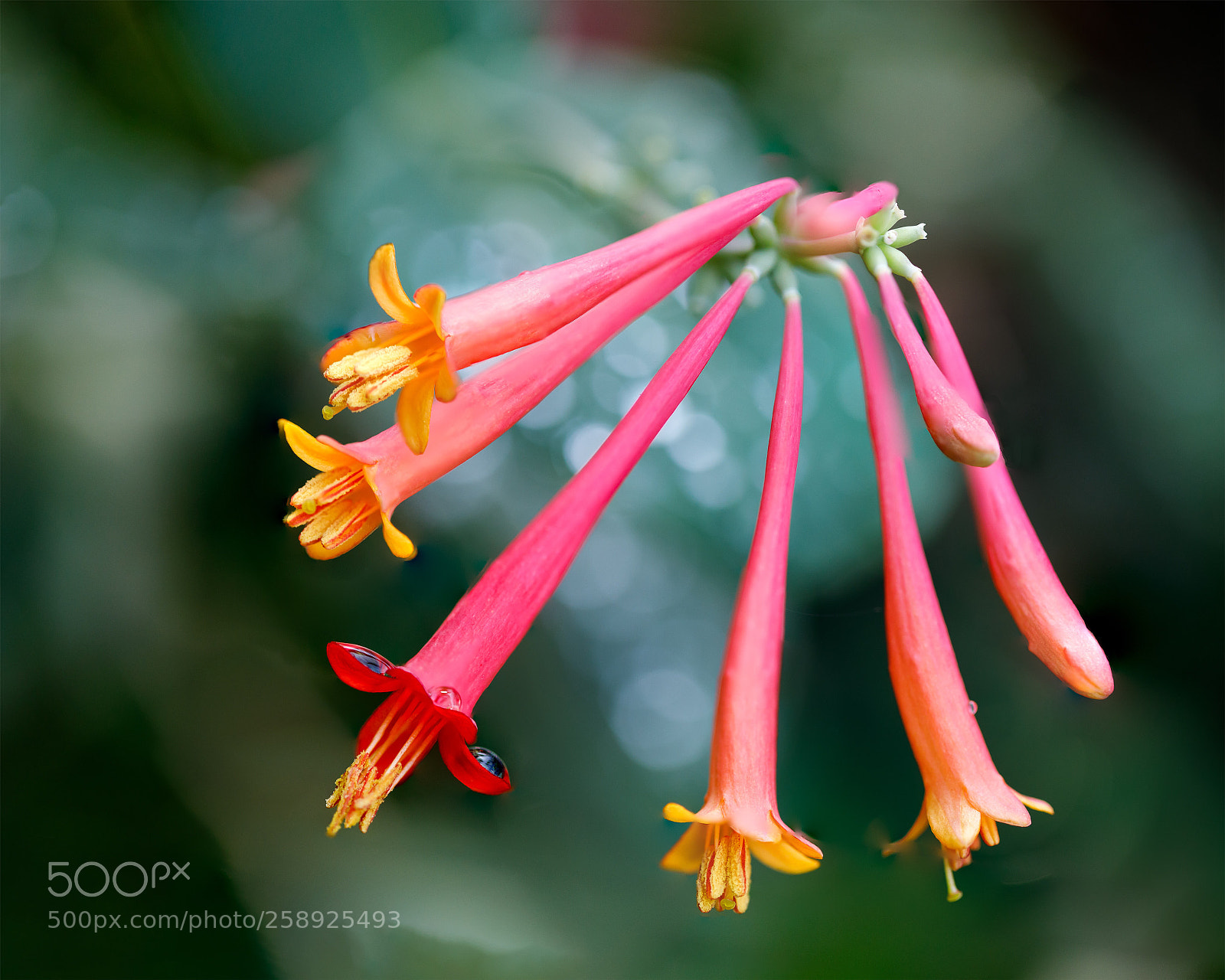 Canon EOS 5D Mark IV sample photo. Spring showers photography