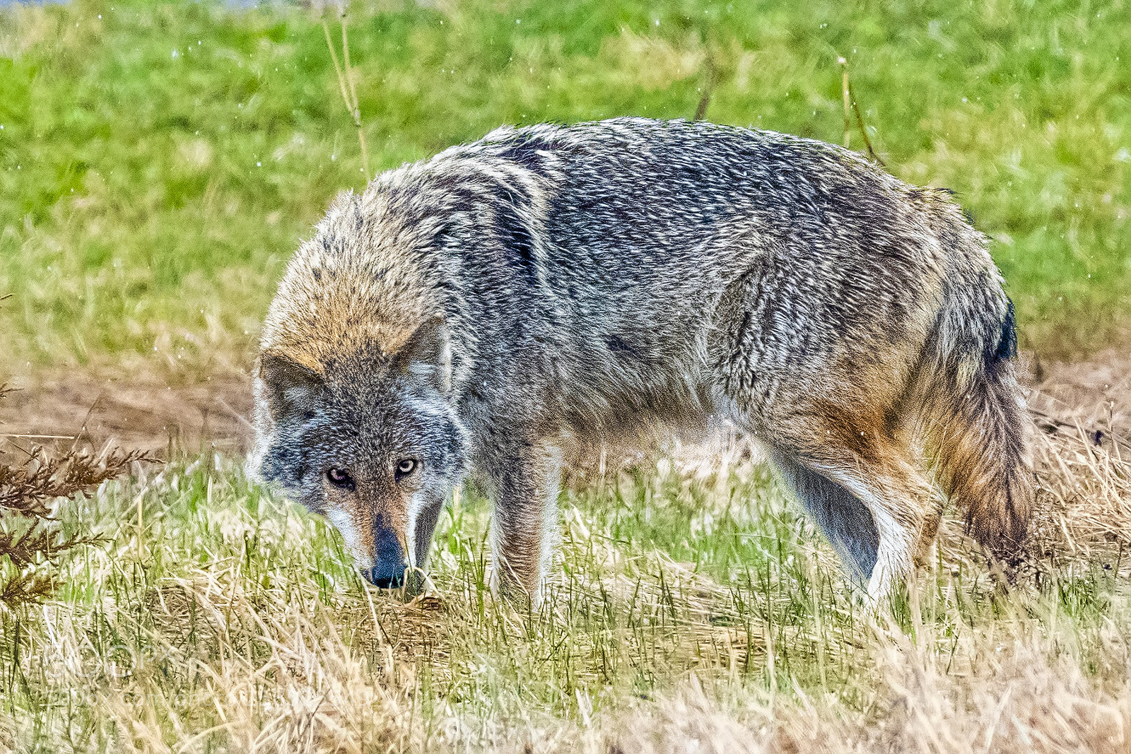 Nikon D850 sample photo. Coywolf in rain photography