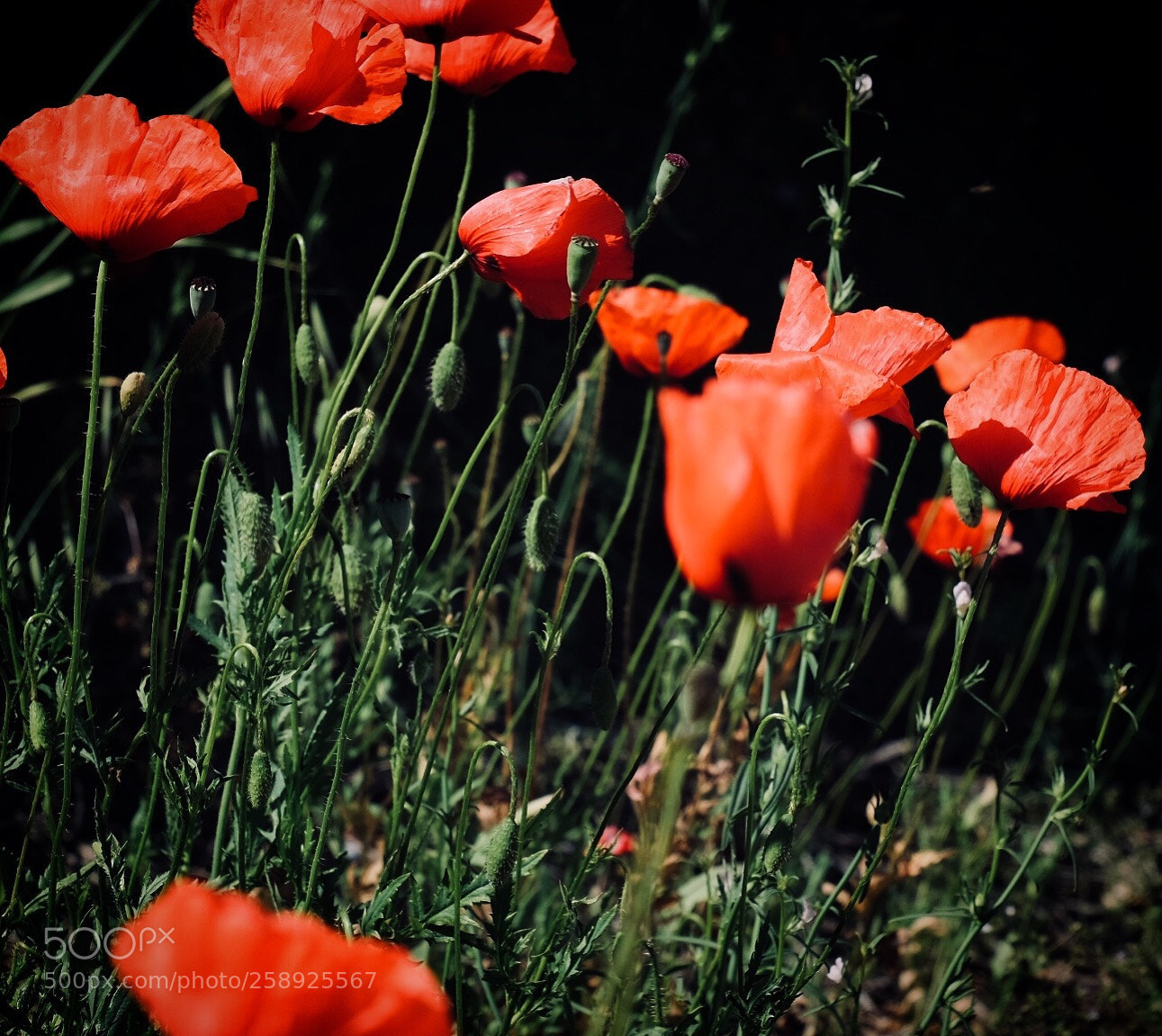 Fujifilm X-T10 sample photo. Untitled photography