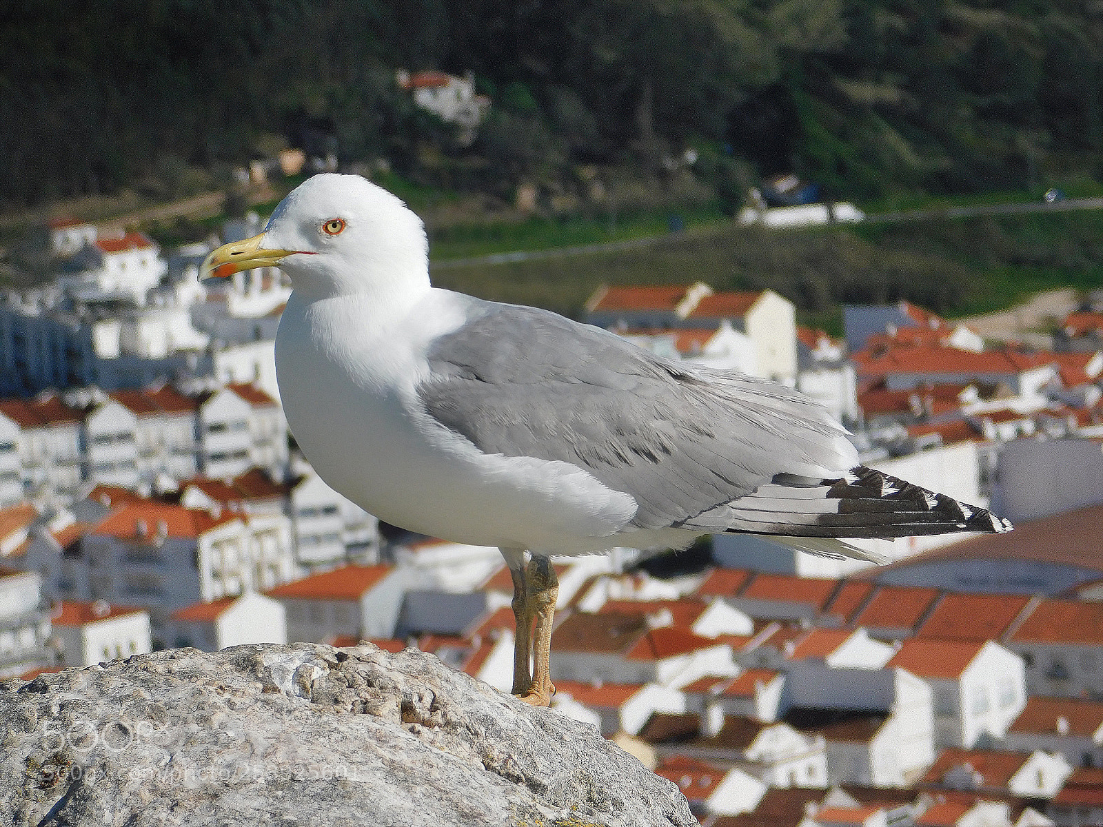 Nikon Coolpix B500 sample photo. Bird view photography