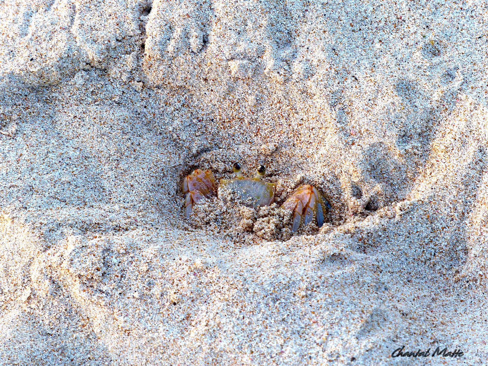 Panasonic Lumix DMC-FZ200 sample photo. Crab #2 photography