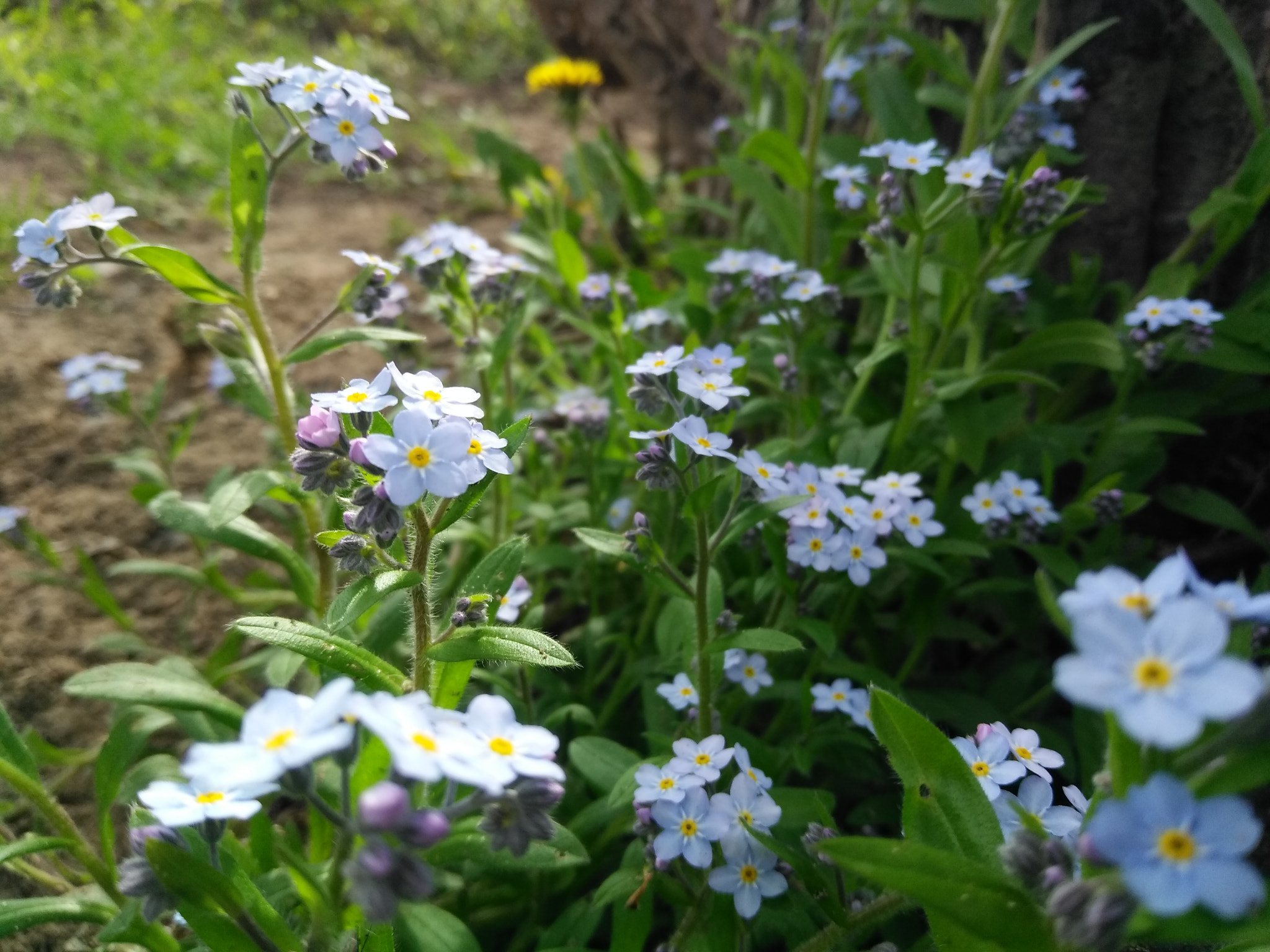 ZTE Z957 sample photo. Forget me not photography