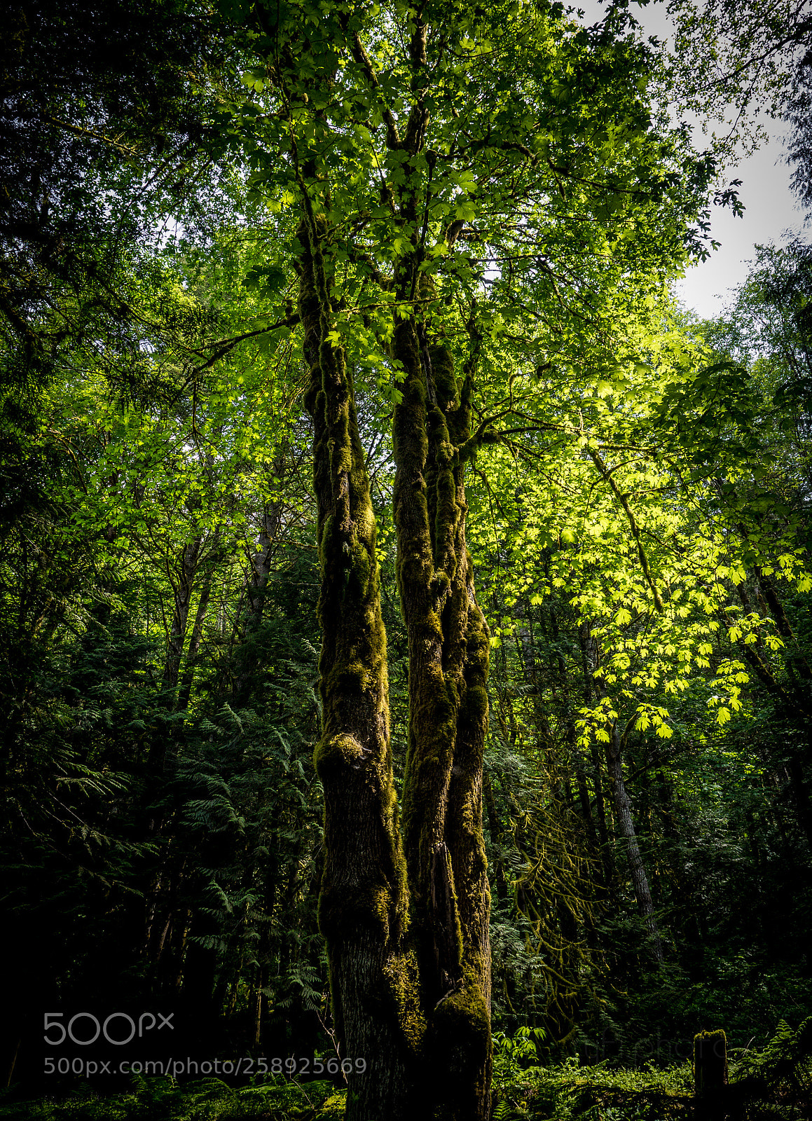 Olympus OM-D E-M5 II sample photo. Overgrown tree photography