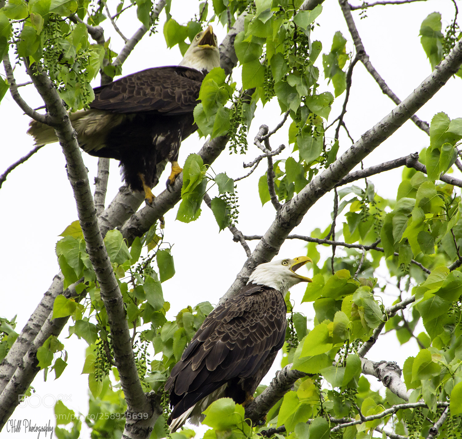 Canon EOS 650D (EOS Rebel T4i / EOS Kiss X6i) sample photo. Eagles photography