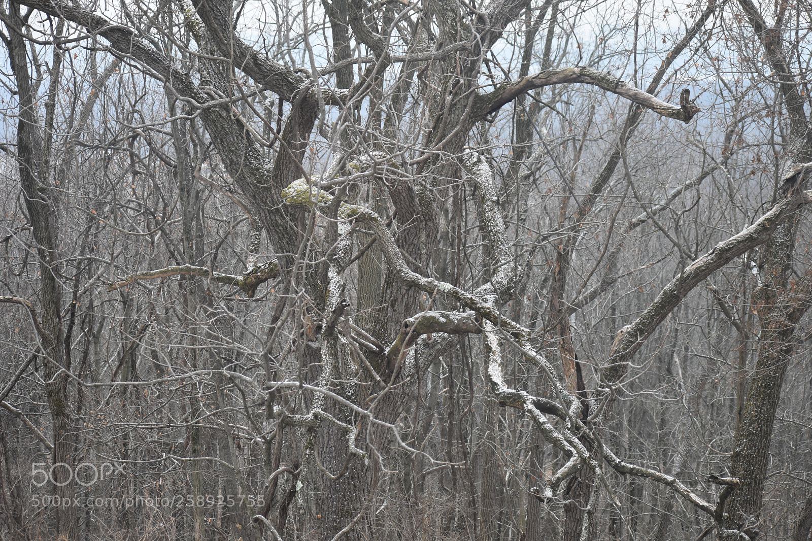 Nikon D3400 sample photo. Snow covered forest photography