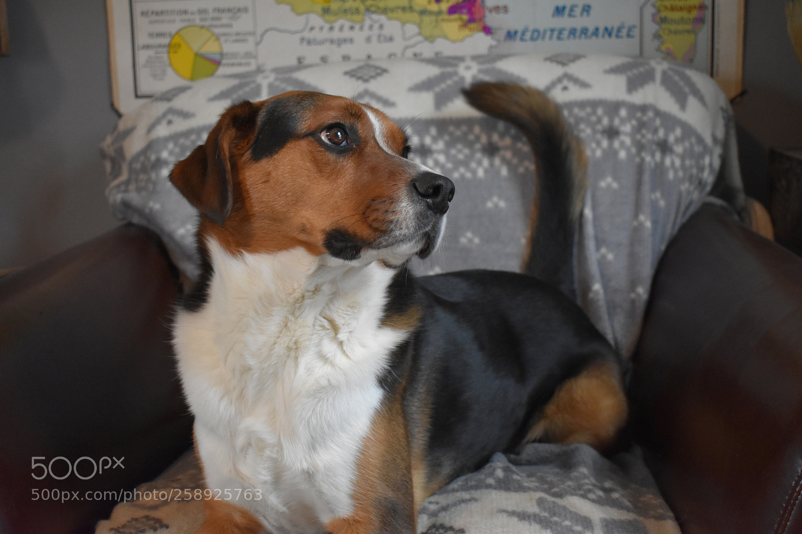 Nikon D3400 sample photo. Gus! photography