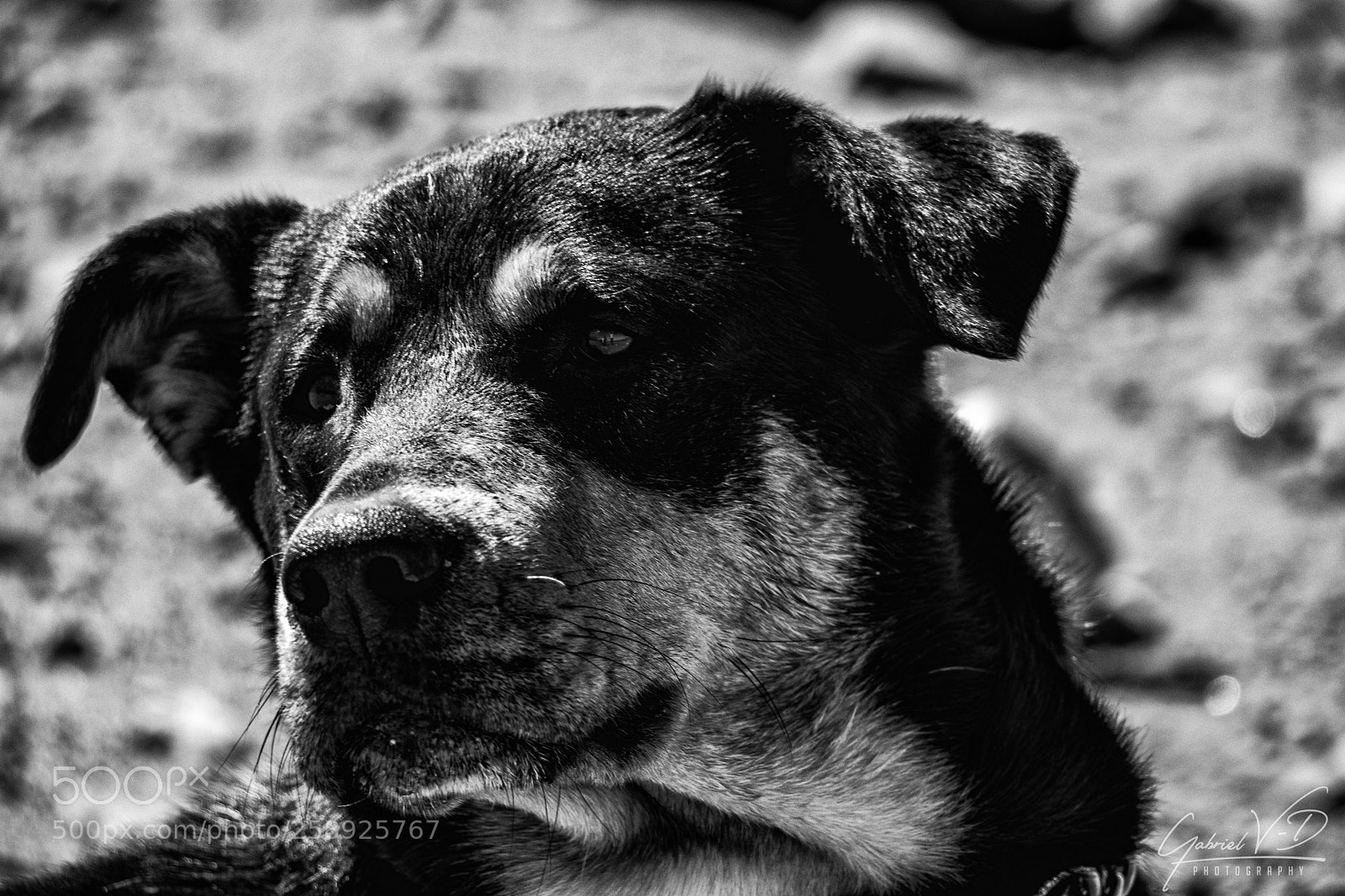 Canon EOS 80D sample photo. Dog on the lookout photography