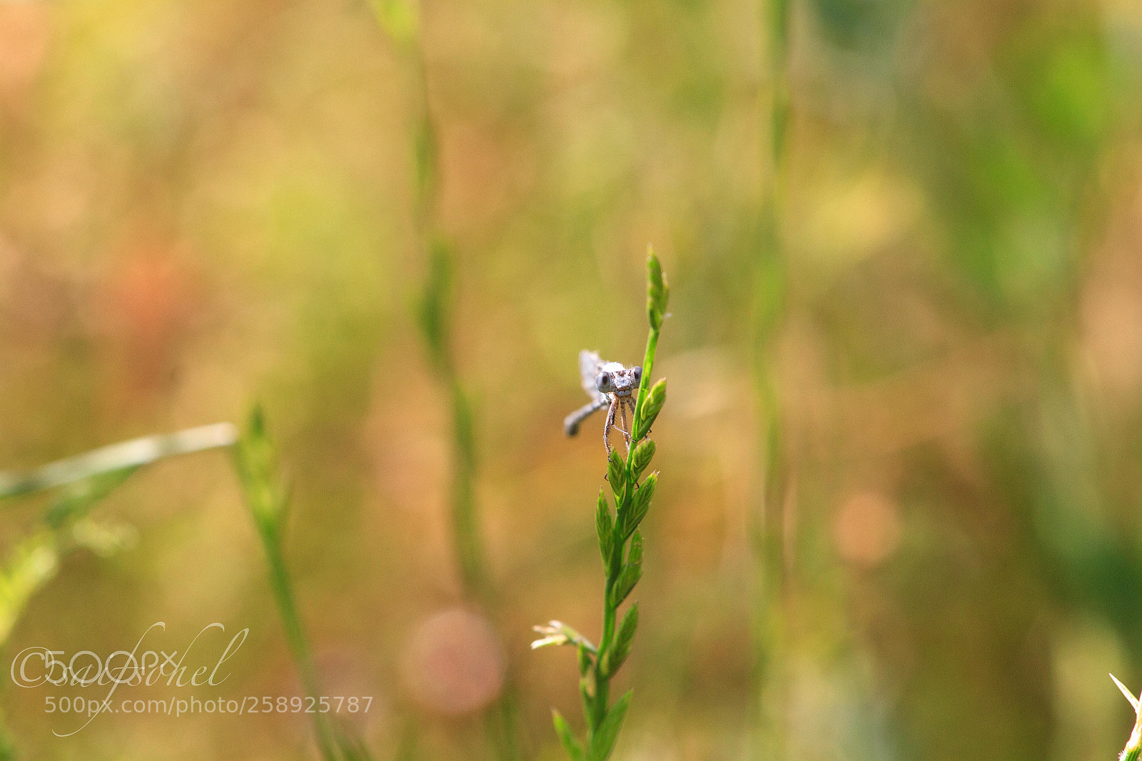 Canon EOS 7D sample photo. Img photography