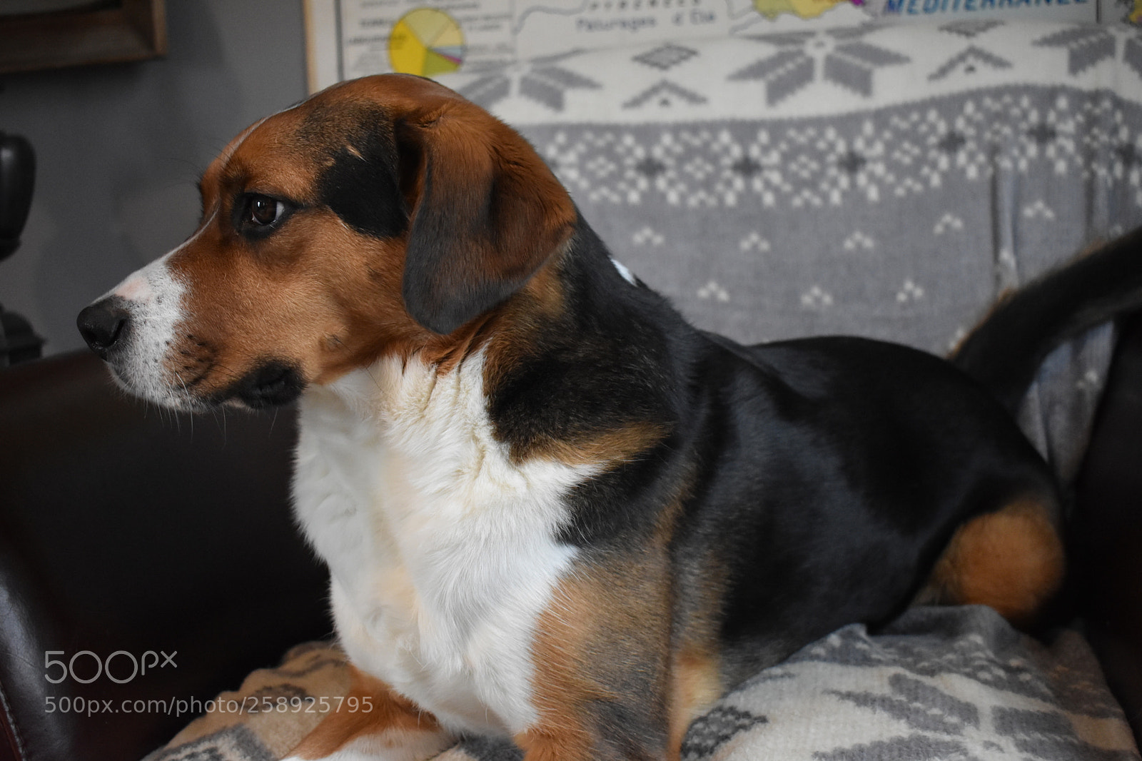 Nikon D3400 sample photo. Gus! photography